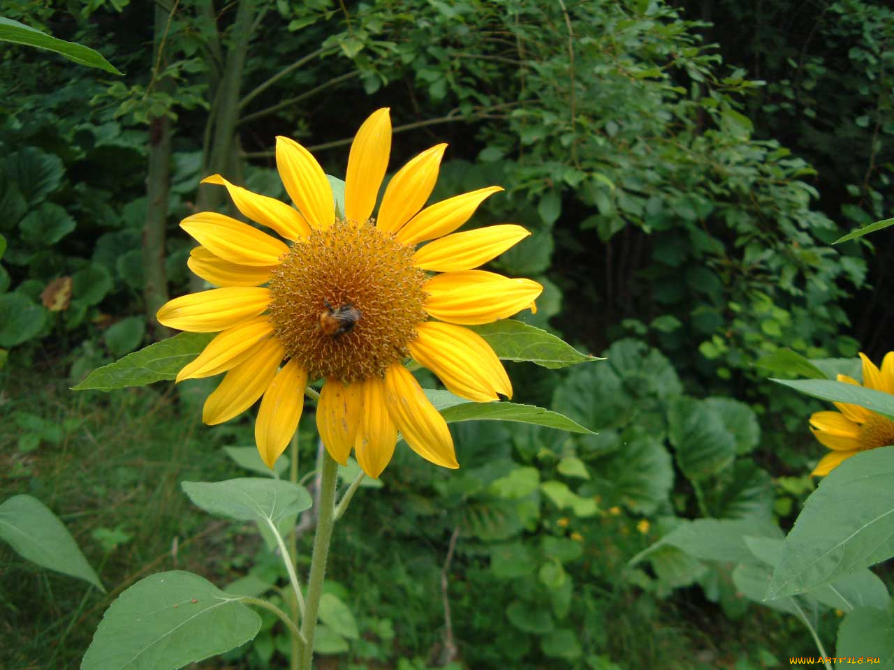 цветы, подсолнухи
