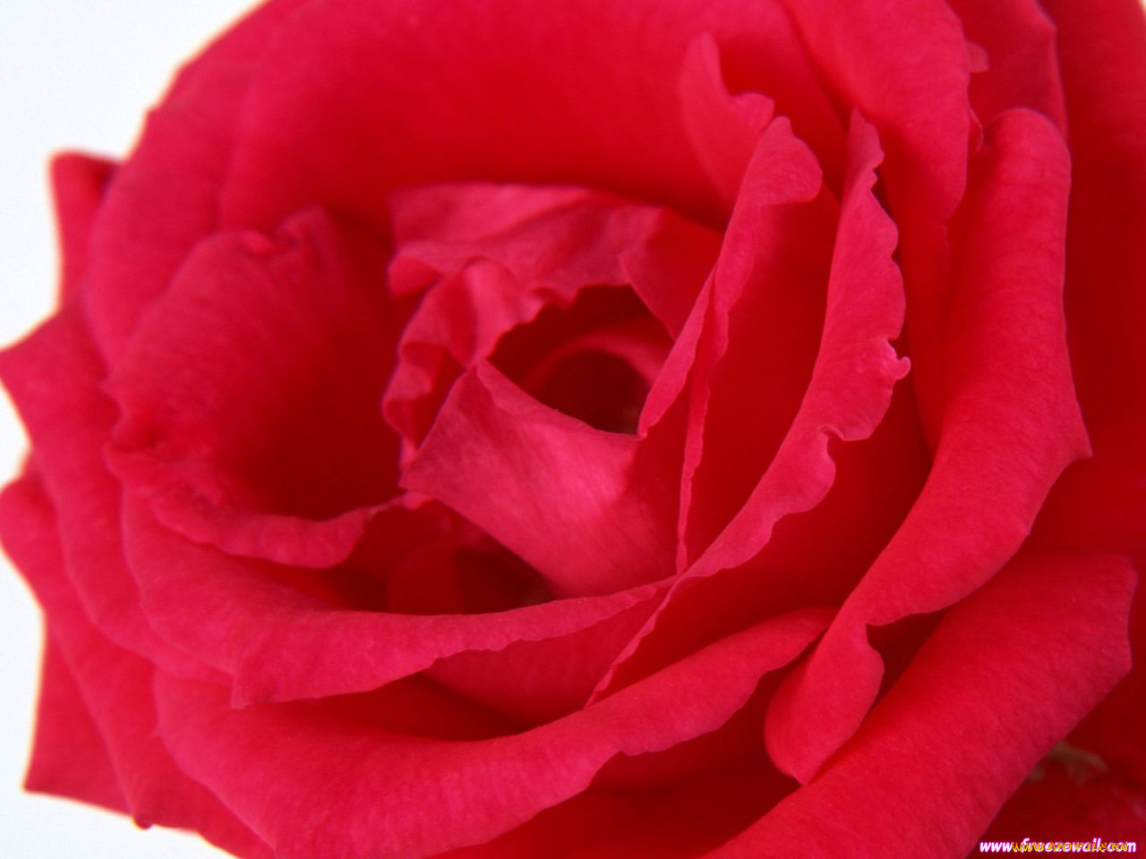 цветы, розы