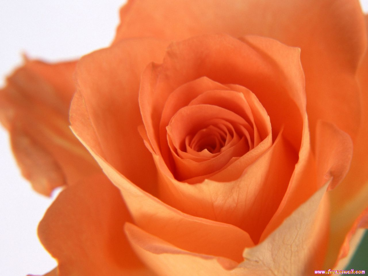 цветы, розы