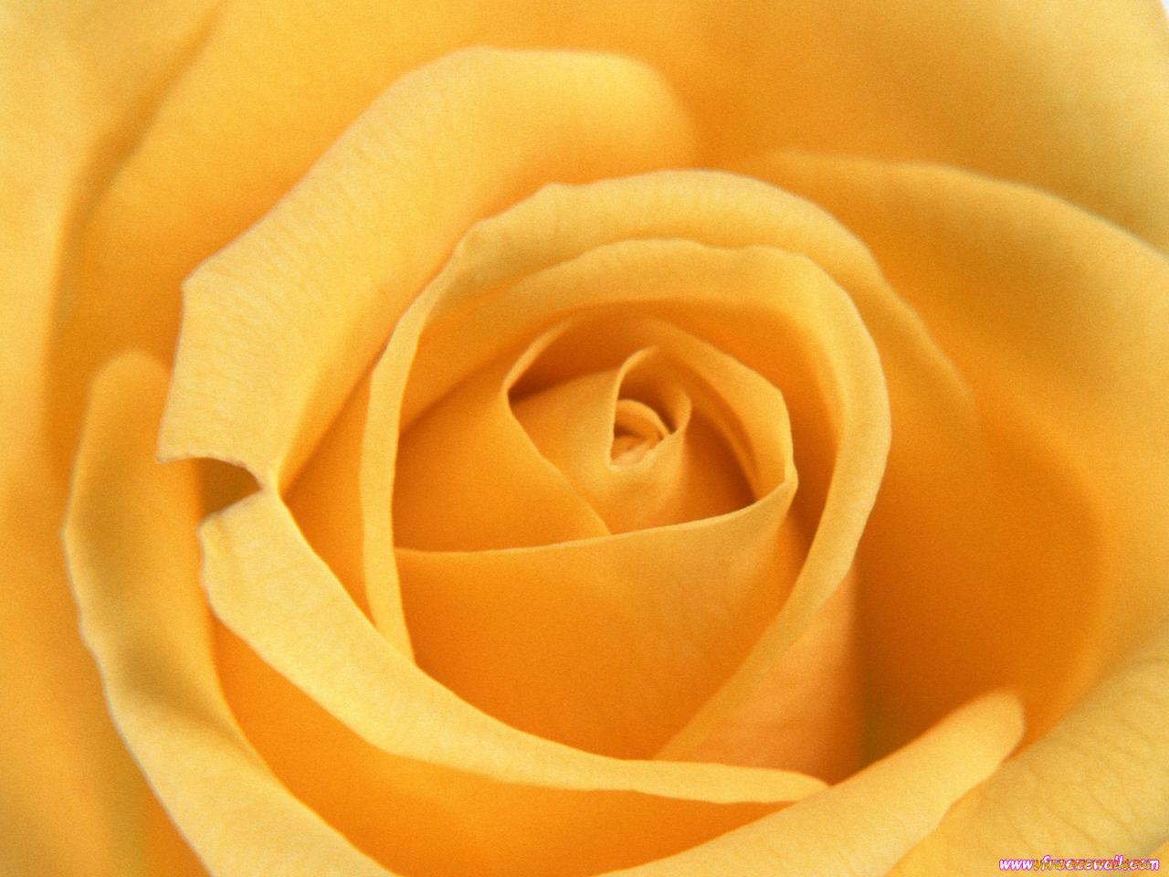 цветы, розы