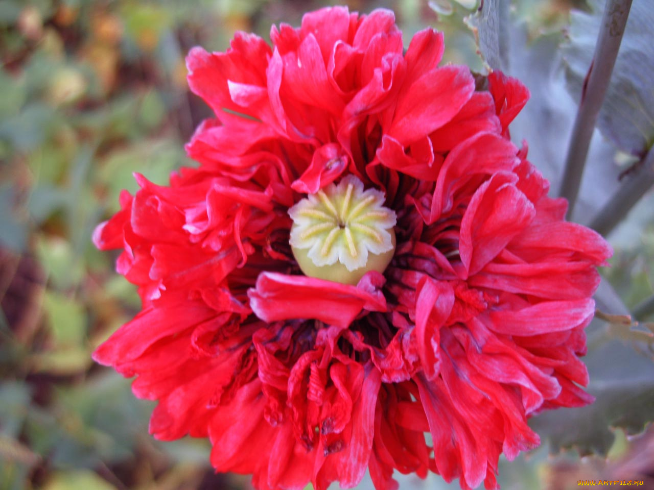 мак, цветы, маки