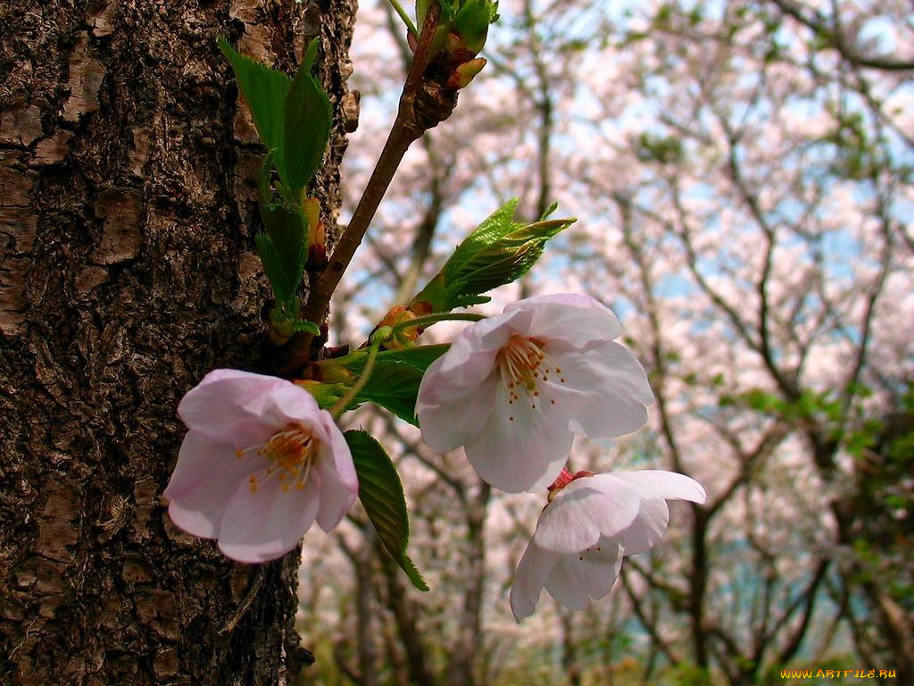 цветы, цветущие, деревья, кустарники