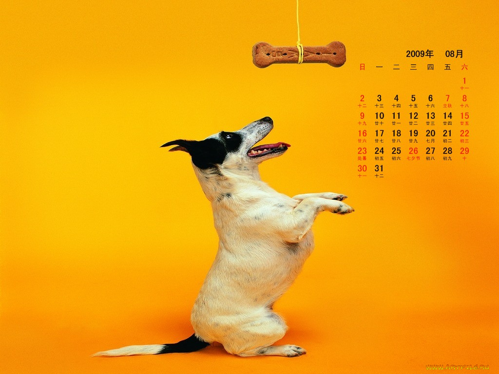 календари, животные