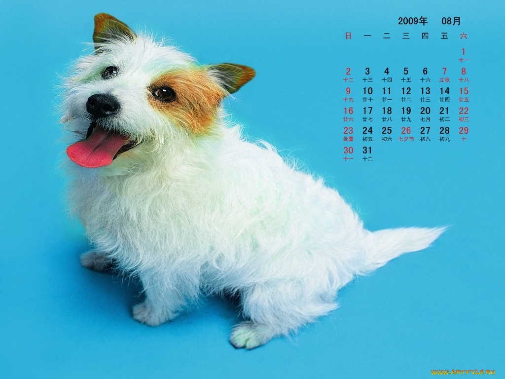 календари, животные