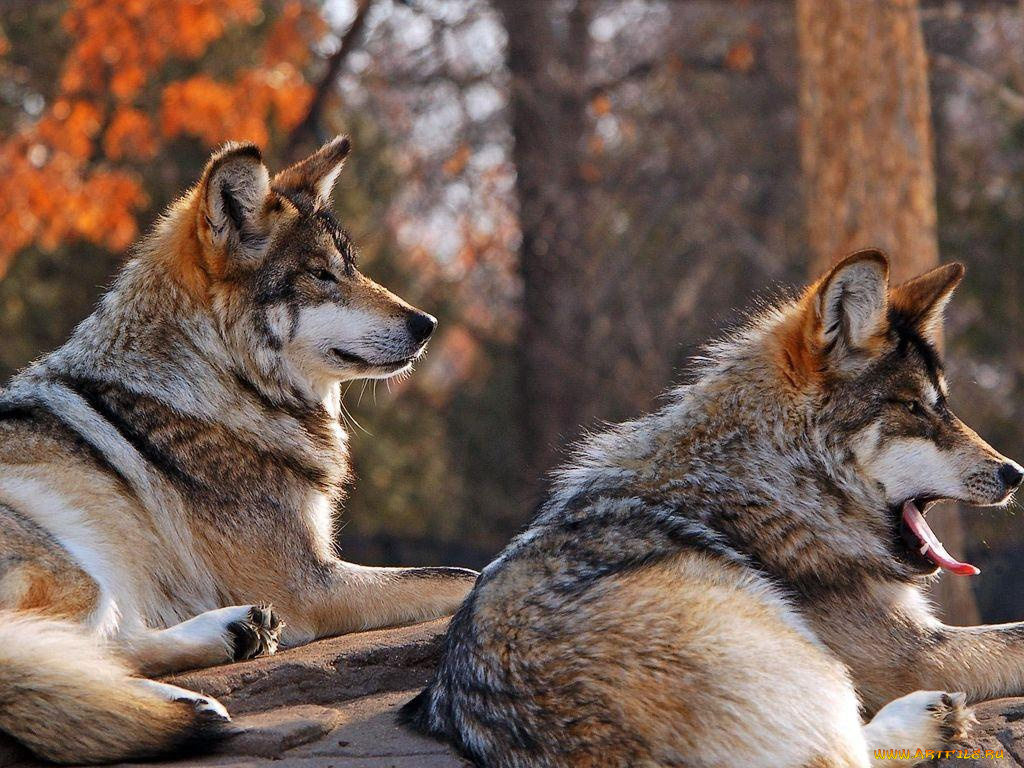 животные, волки