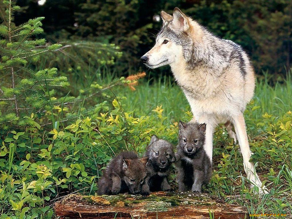 животные, волки