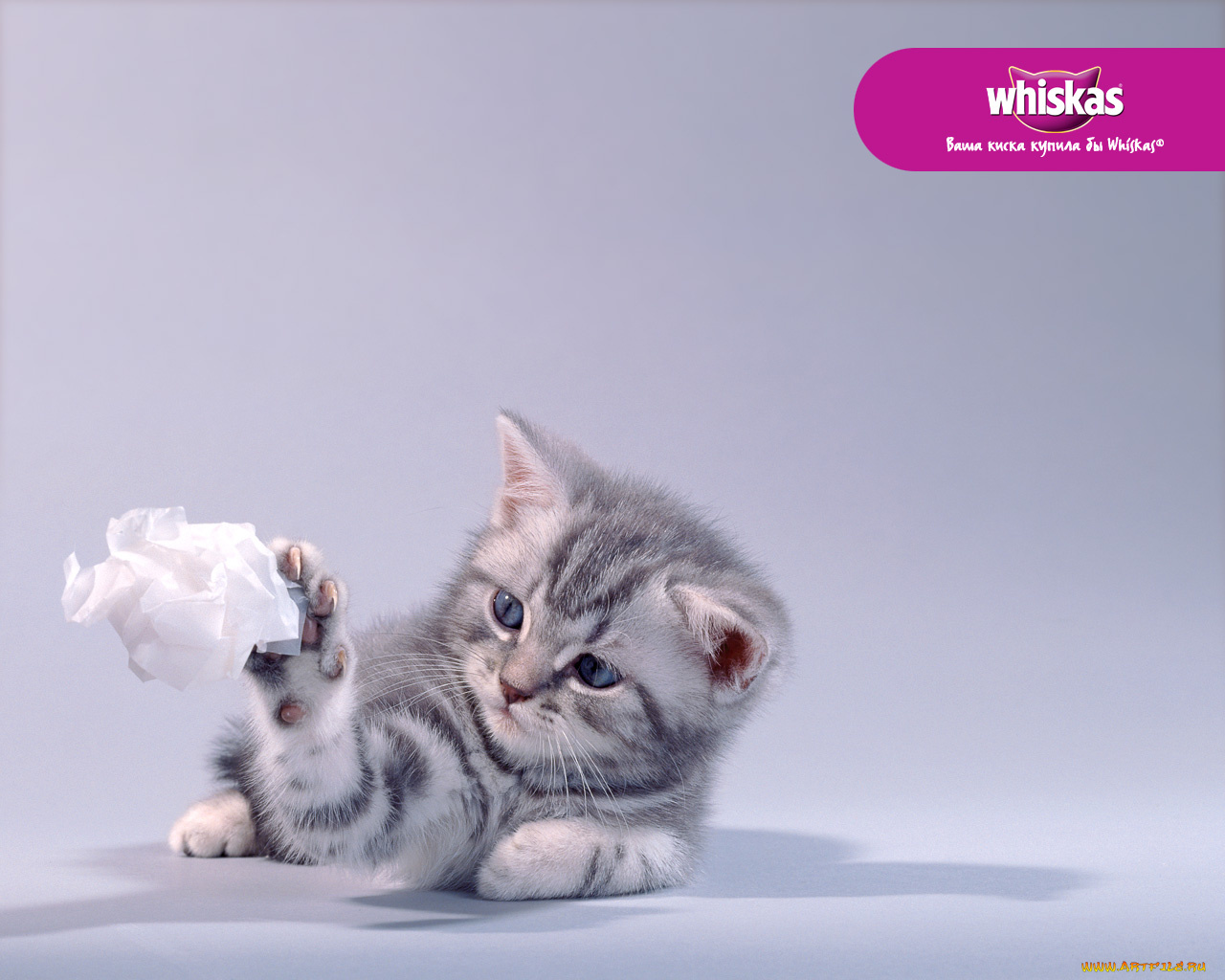 бренды, whiskas