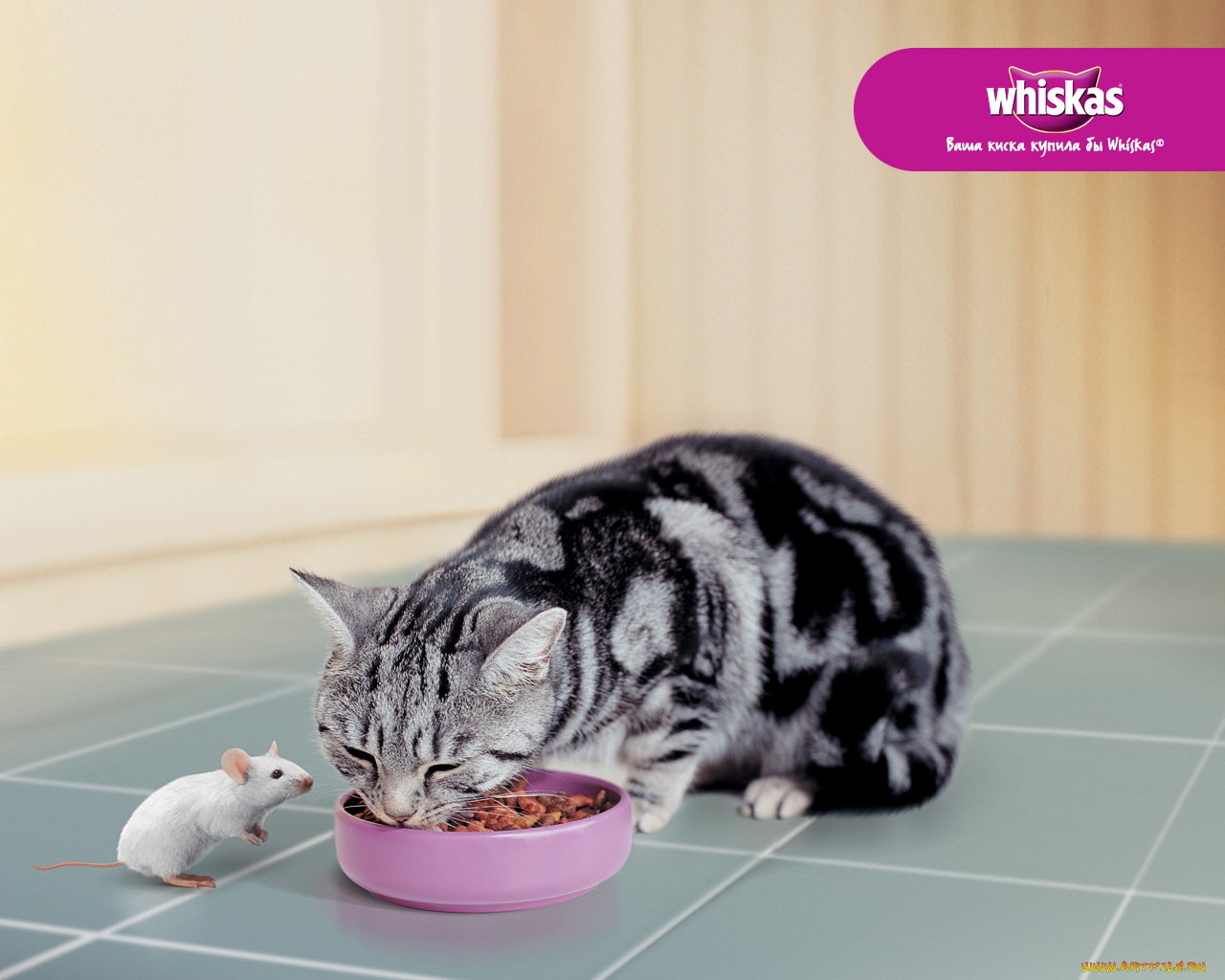 бренды, whiskas