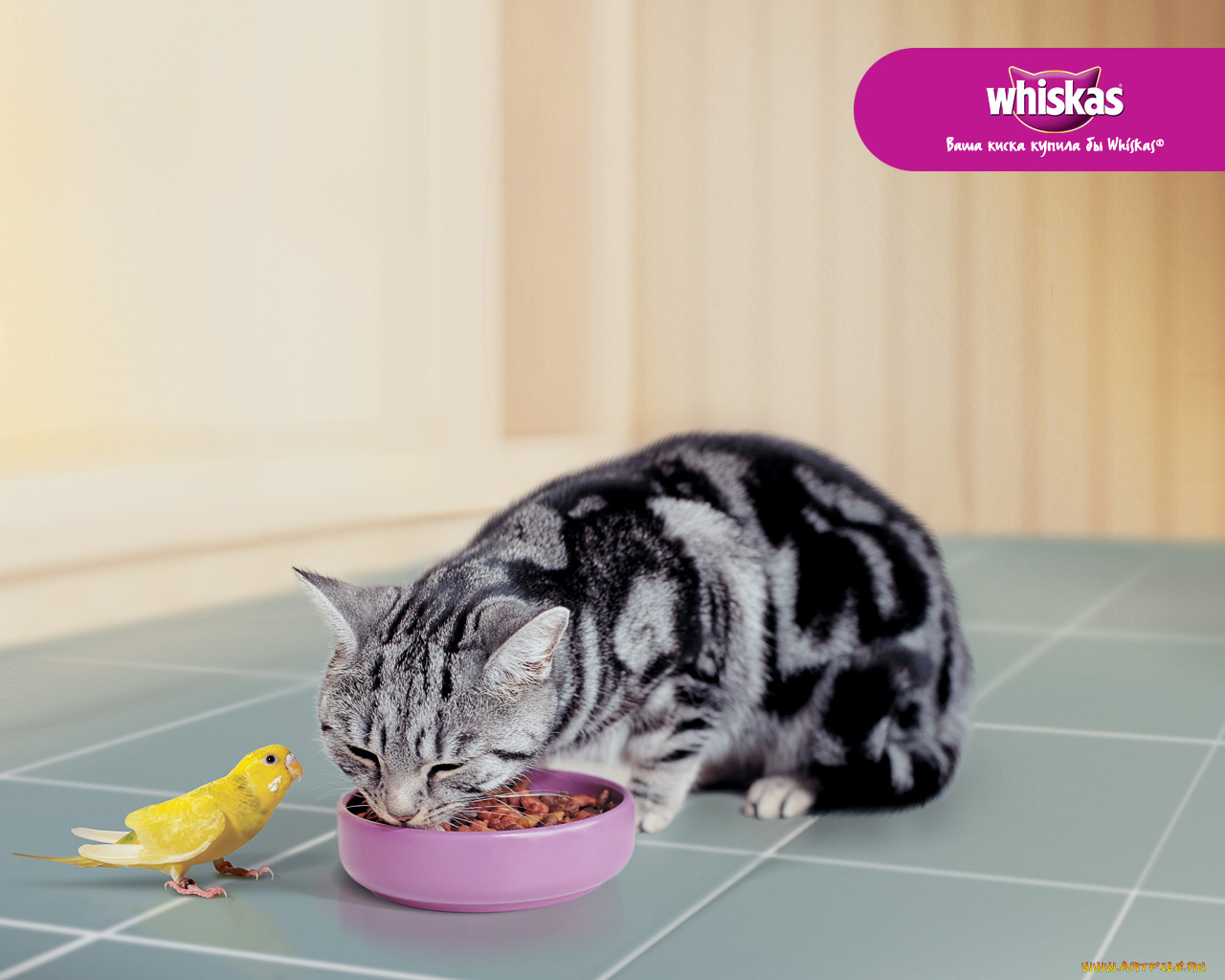 бренды, whiskas