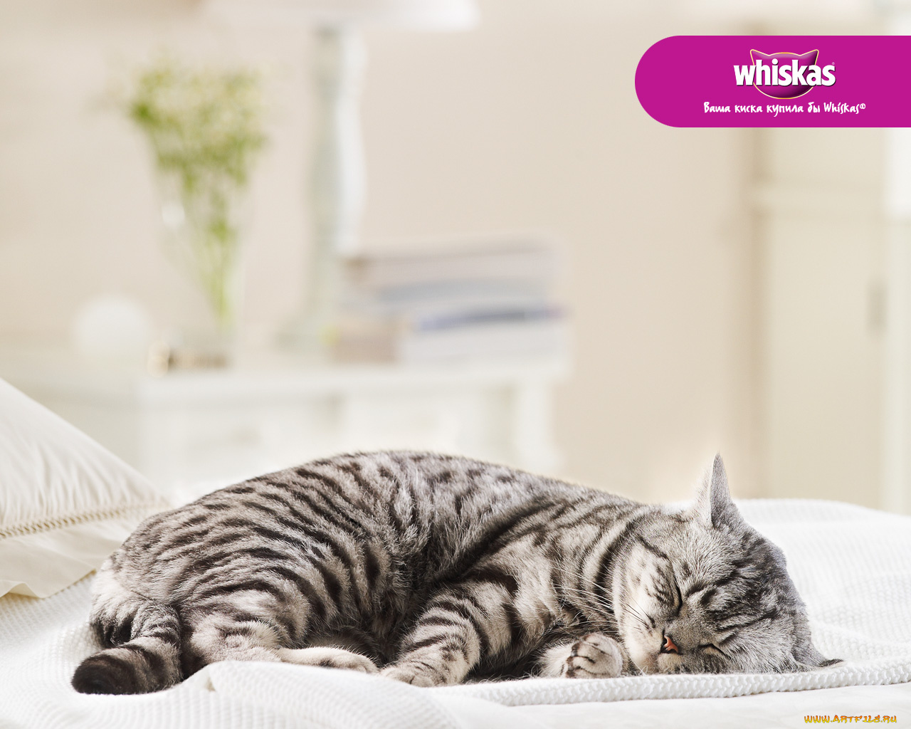 бренды, whiskas