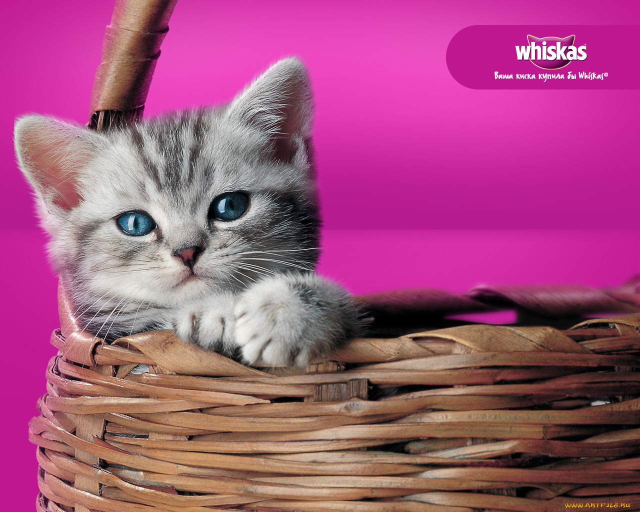 бренды, whiskas