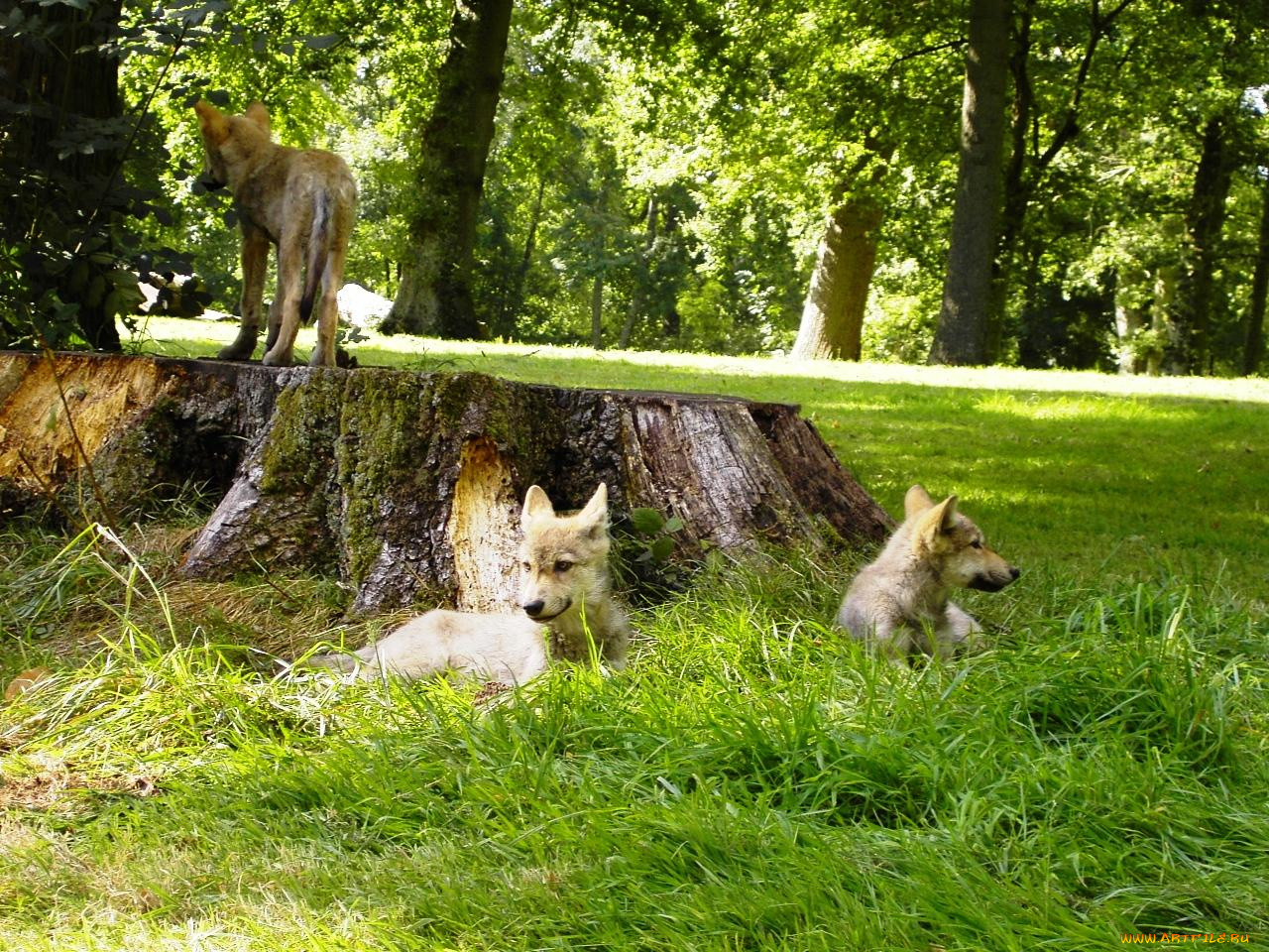 животные, волки