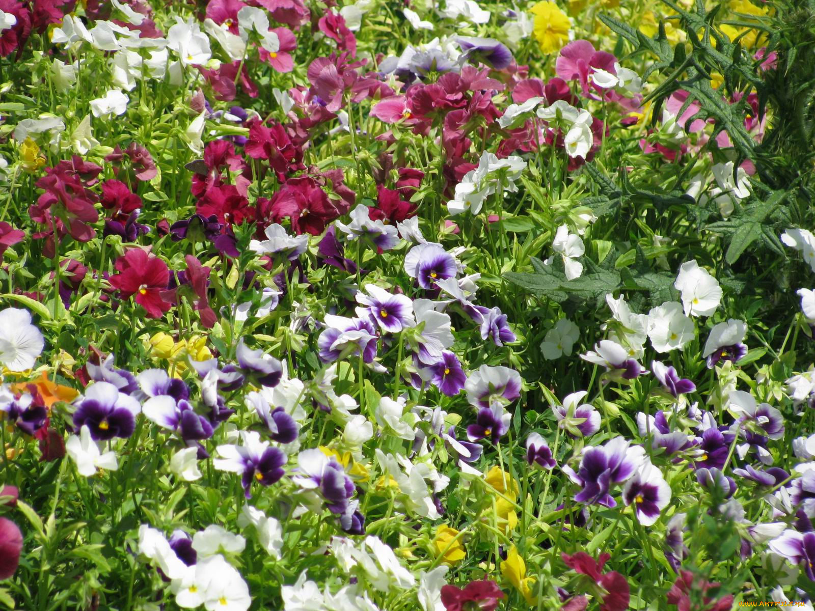 цветы, анютины, глазки, садовые, фиалки