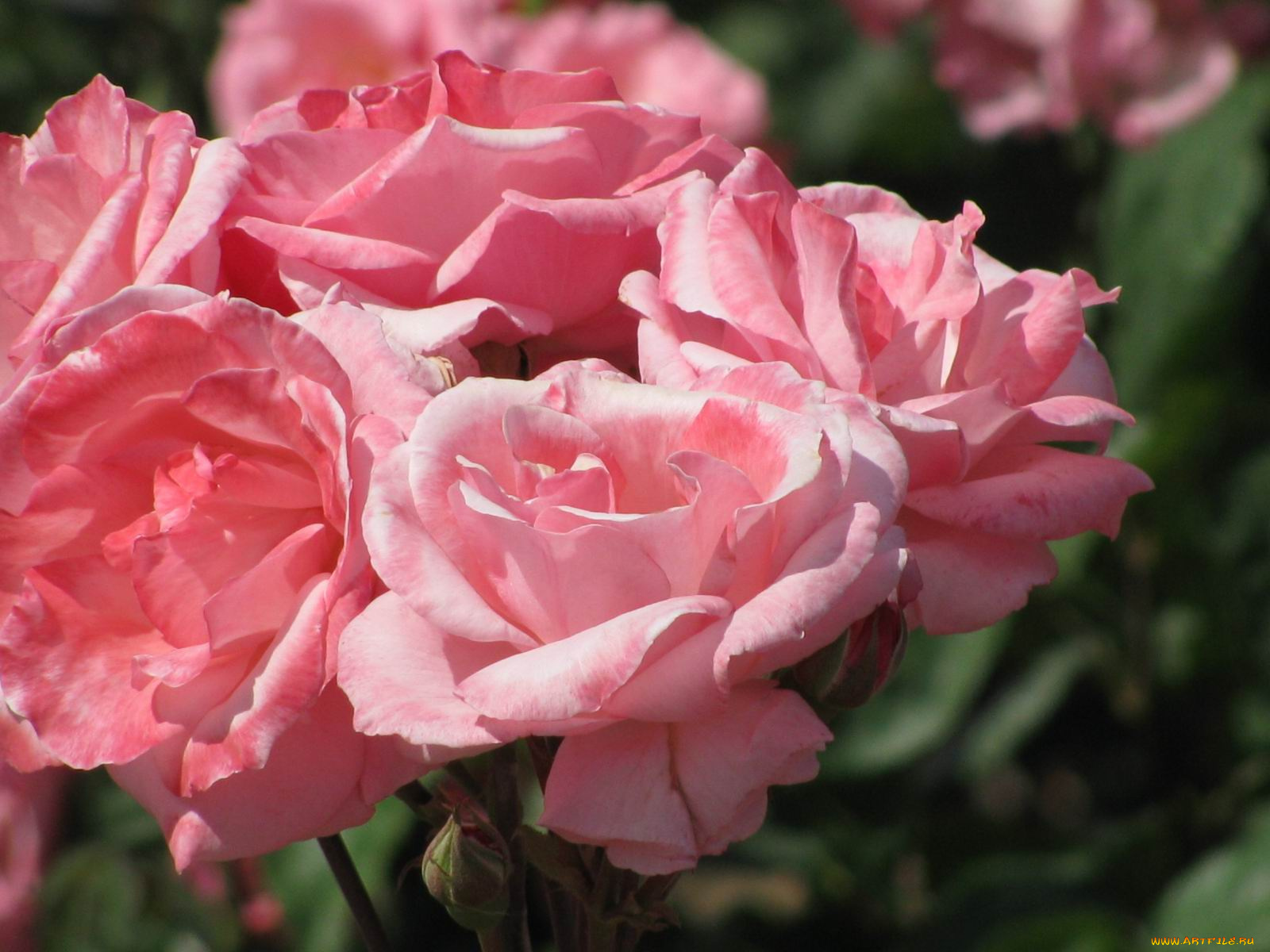 цветы, розы