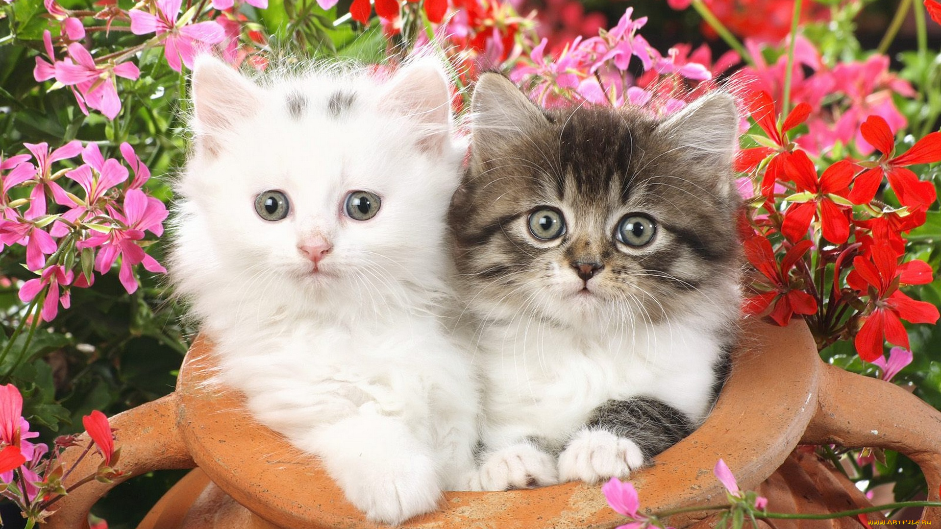 животные, коты