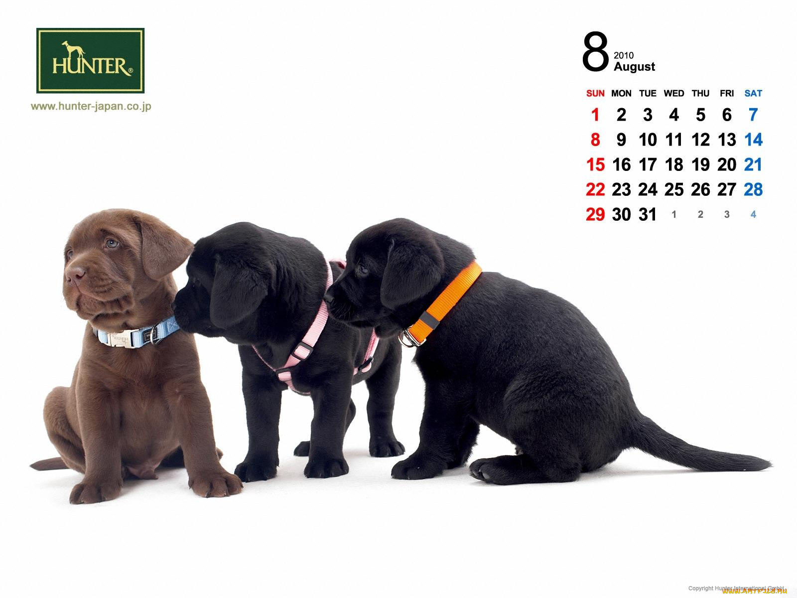 бренды, hunter