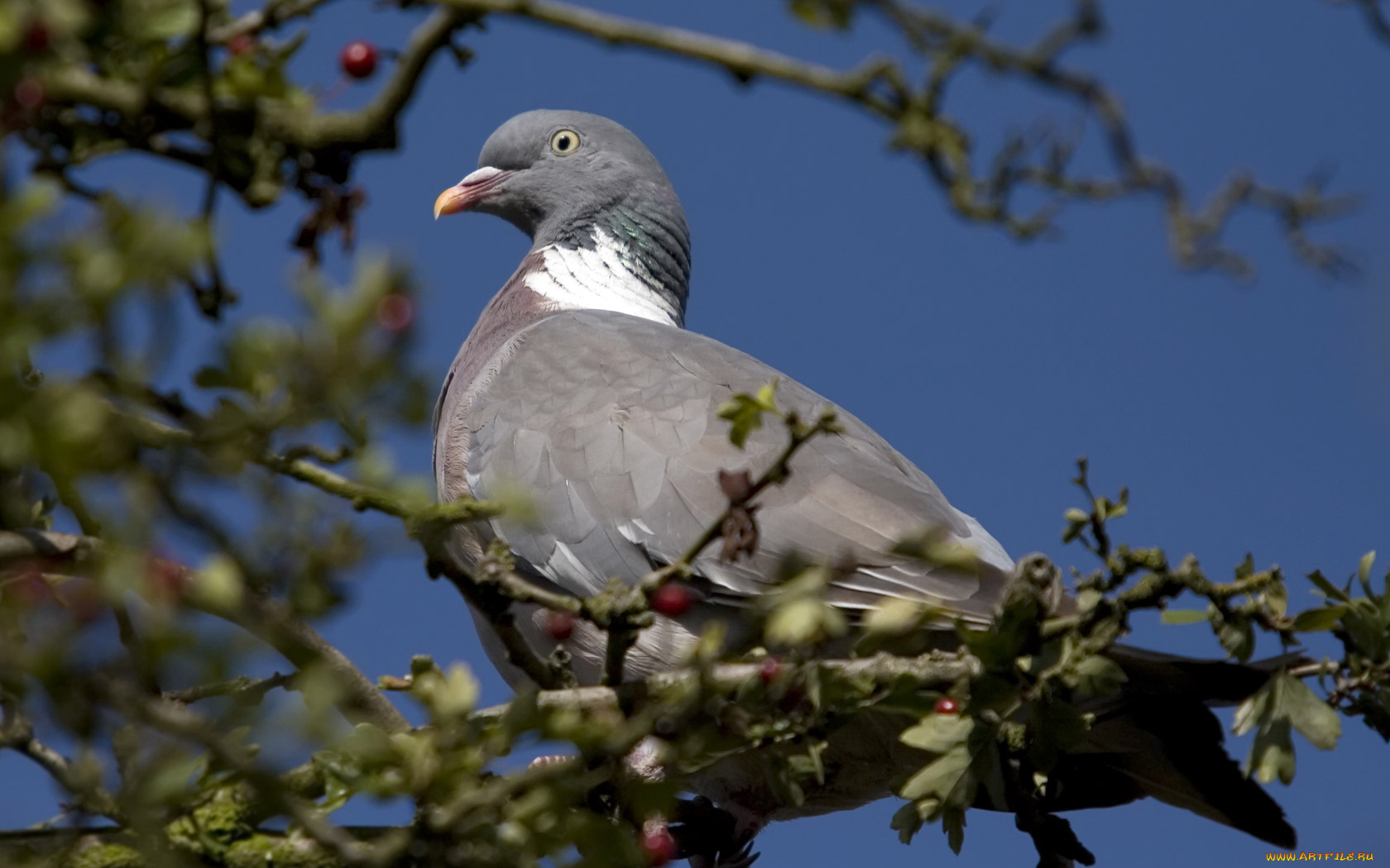 животные, голуби