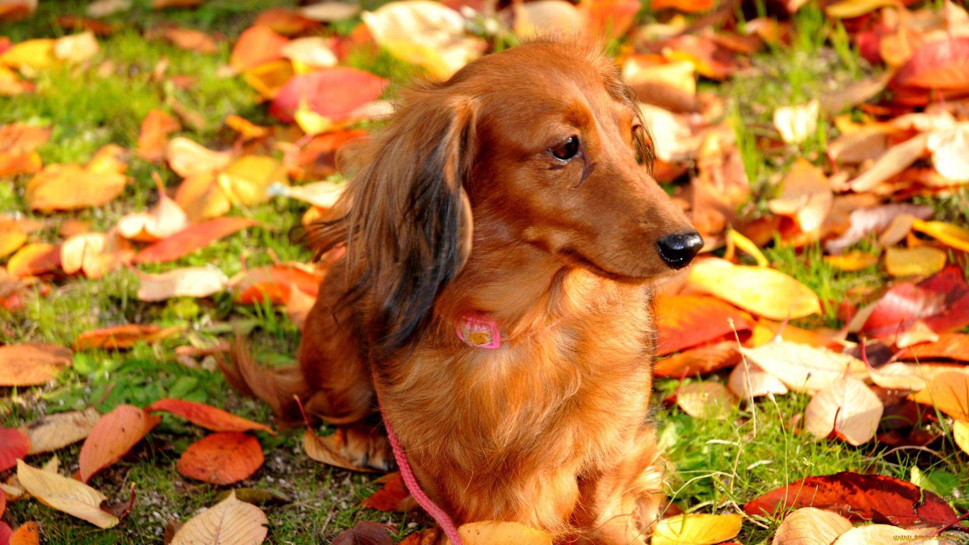 животные, собаки