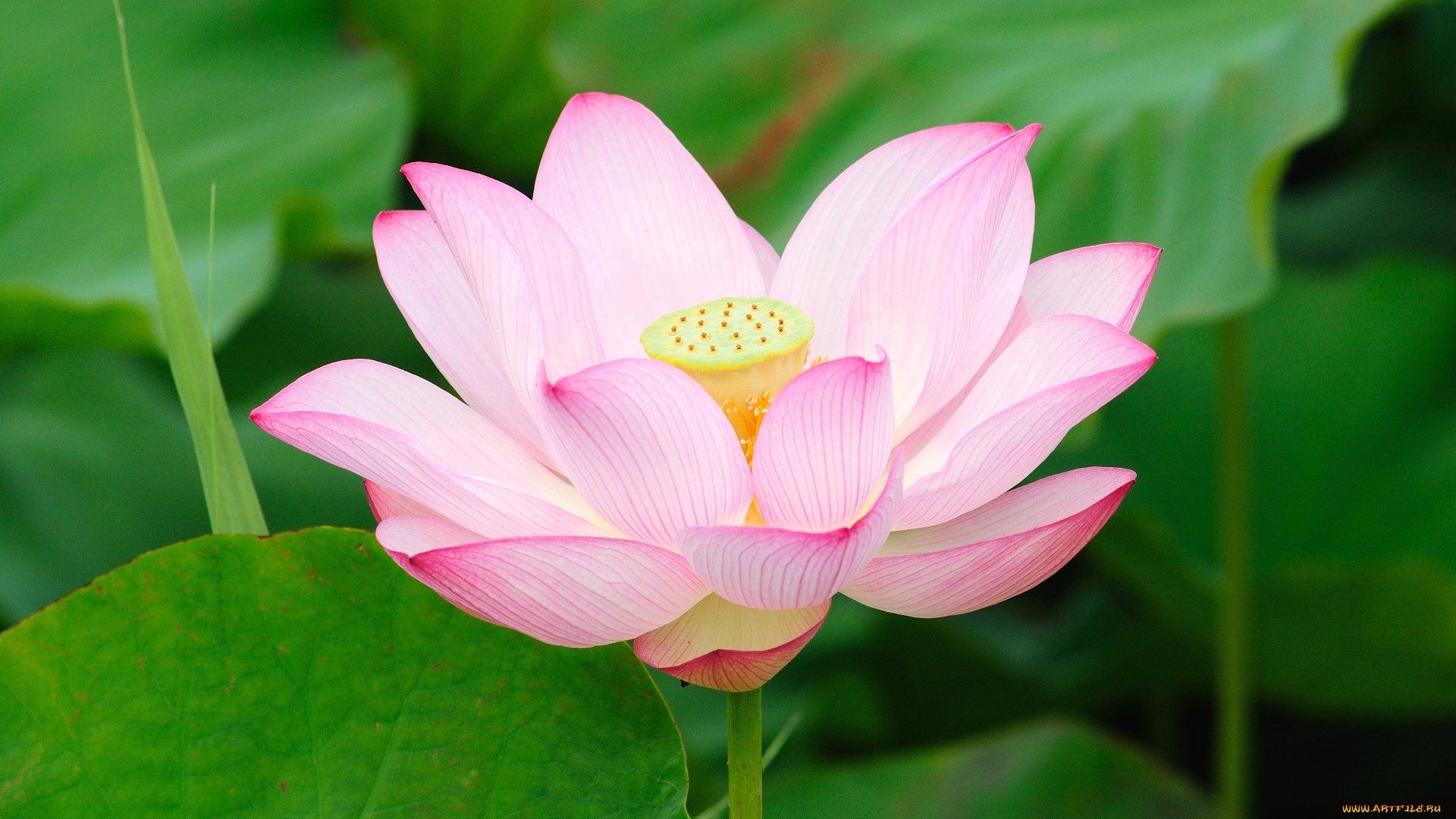 цветы, лотосы