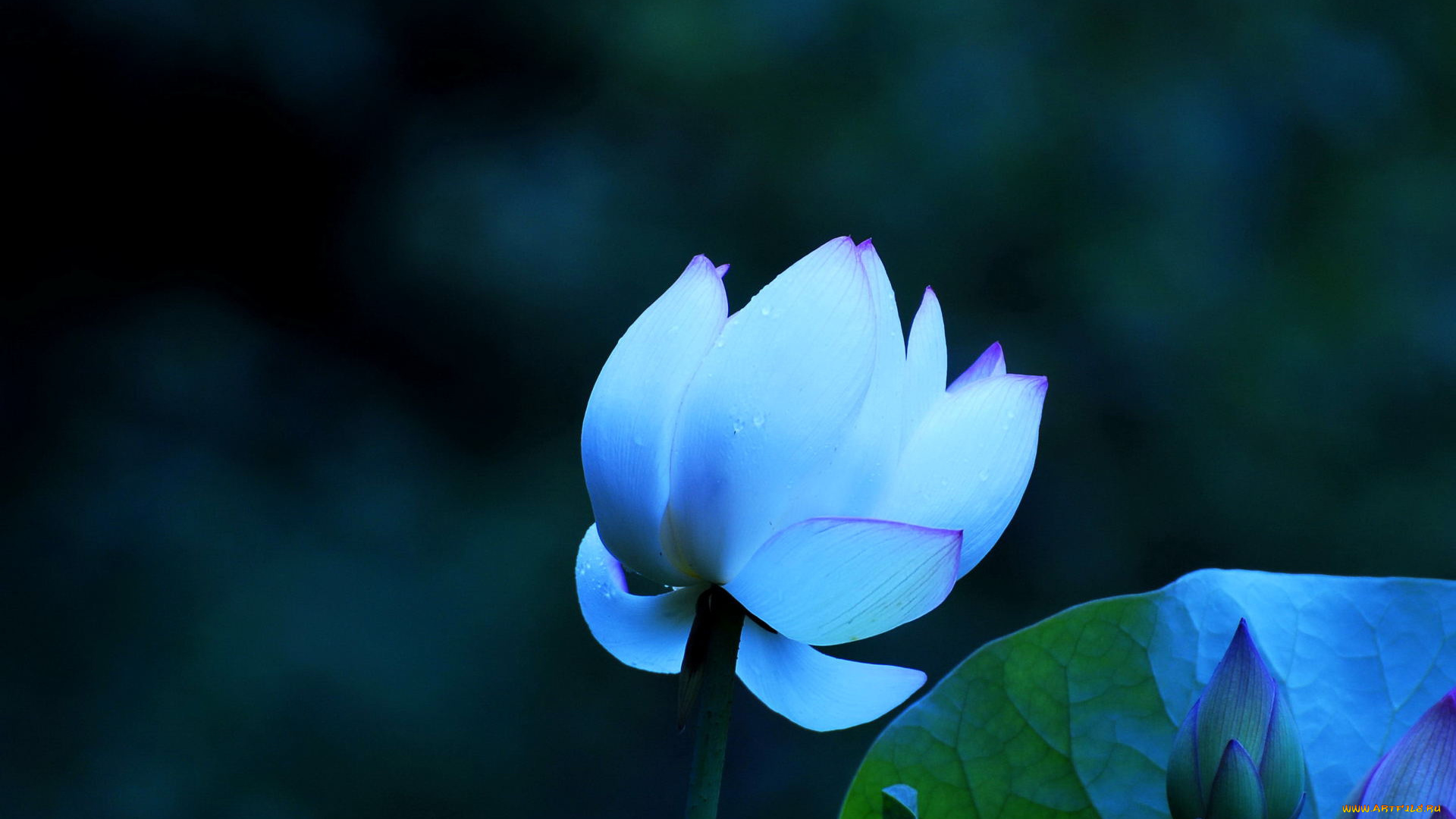 цветы, лотосы