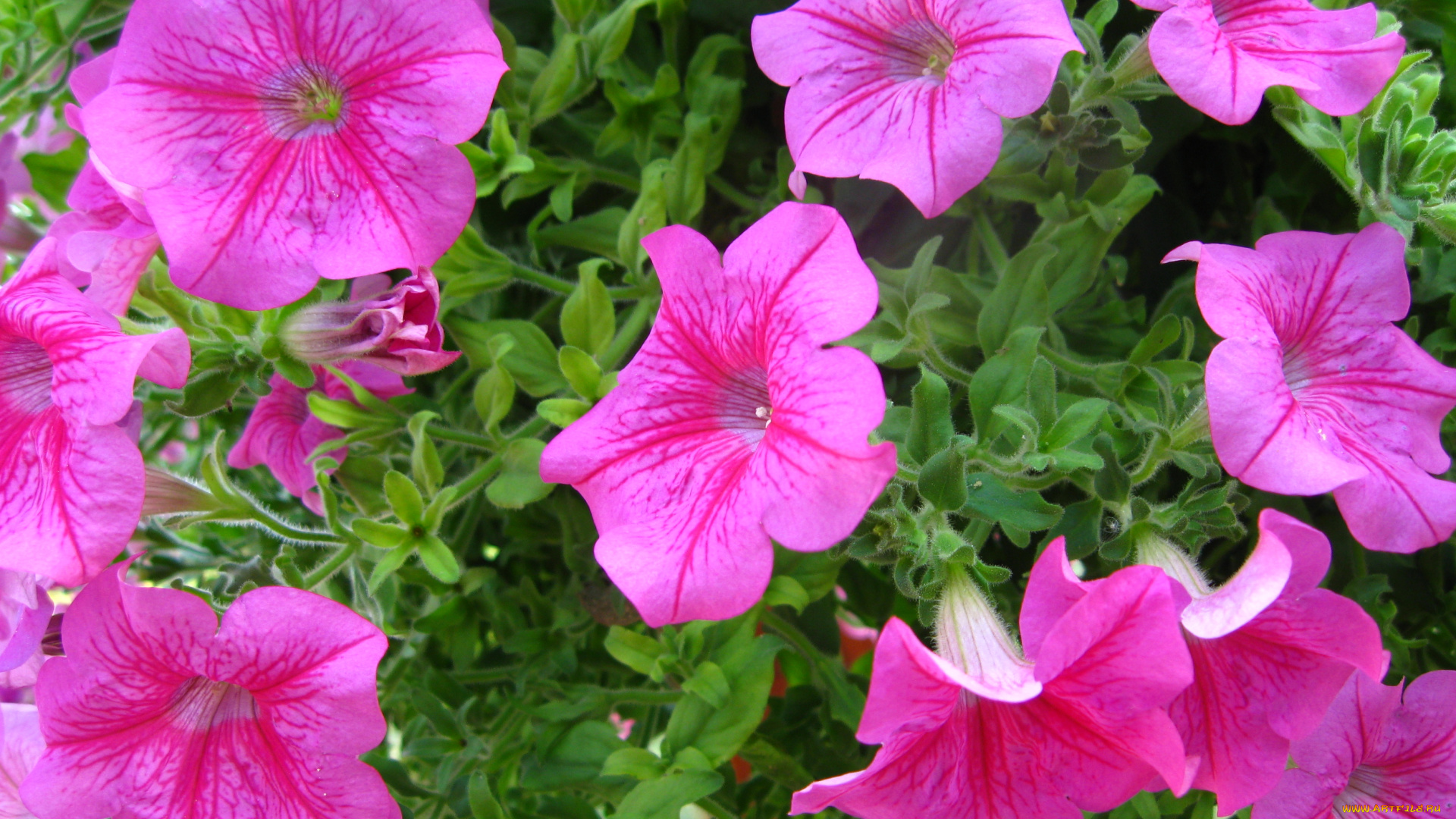 цветы, петунии, калибрахоа, сиреневые, яркие