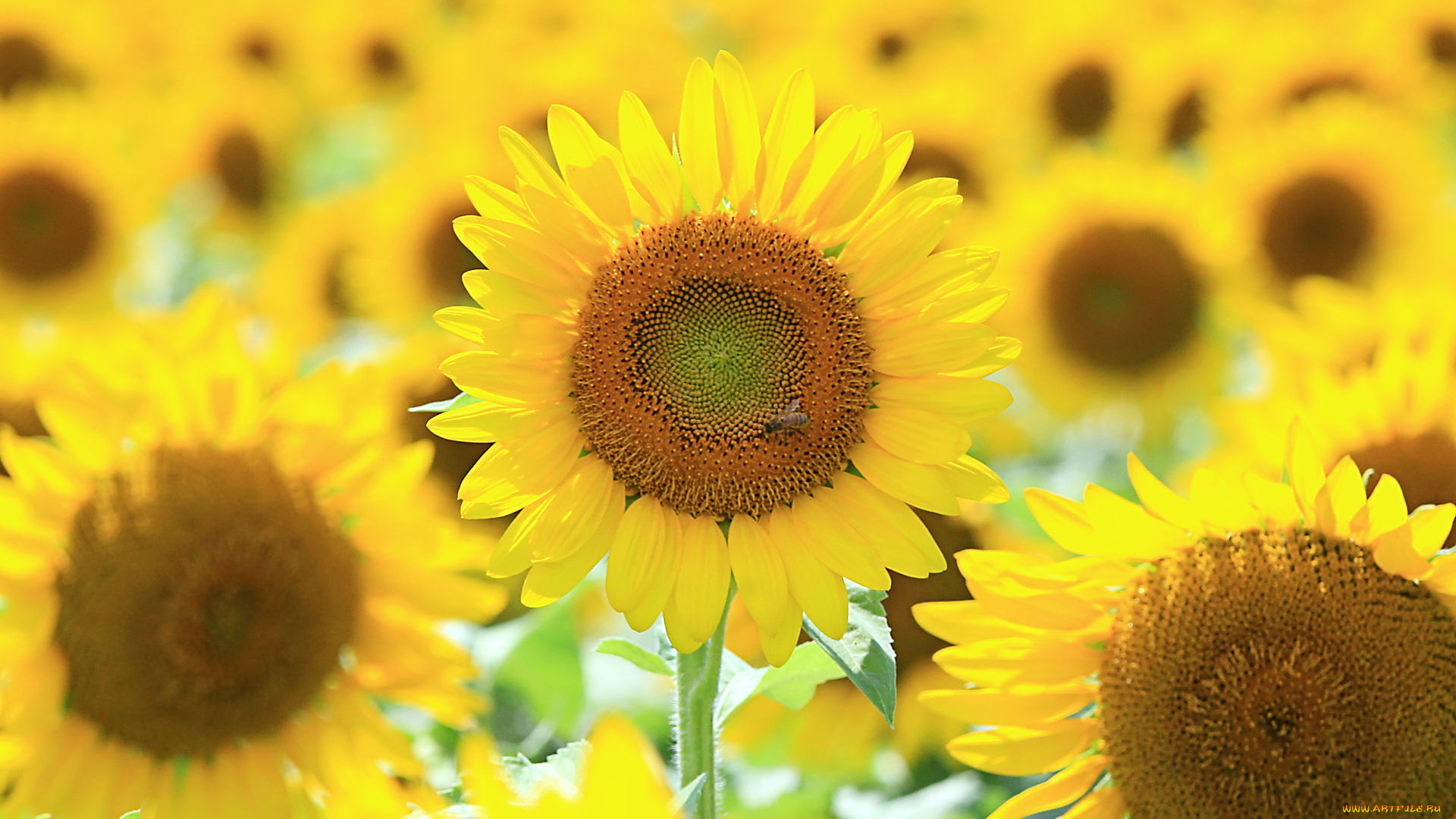 цветы, подсолнухи