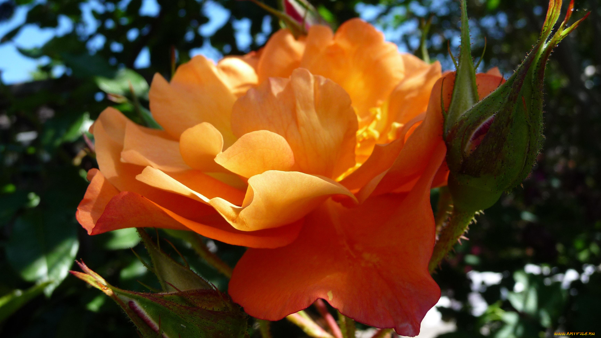 цветы, розы