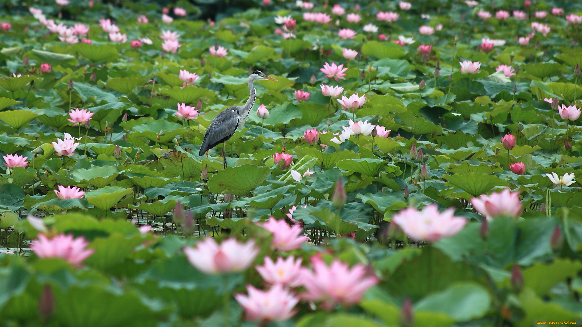 животные, цапли