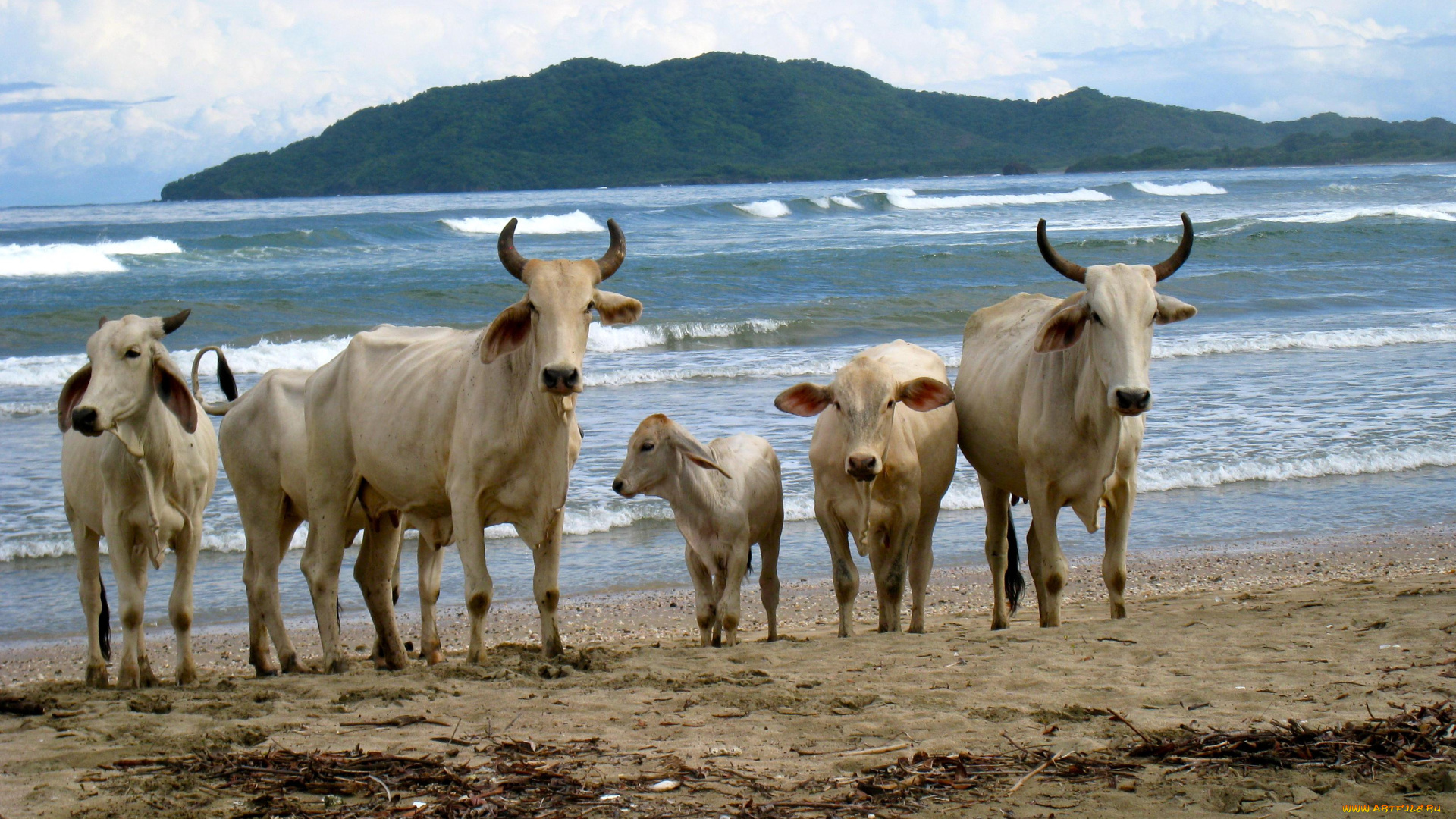 животные, коровы, буйволы, теленок