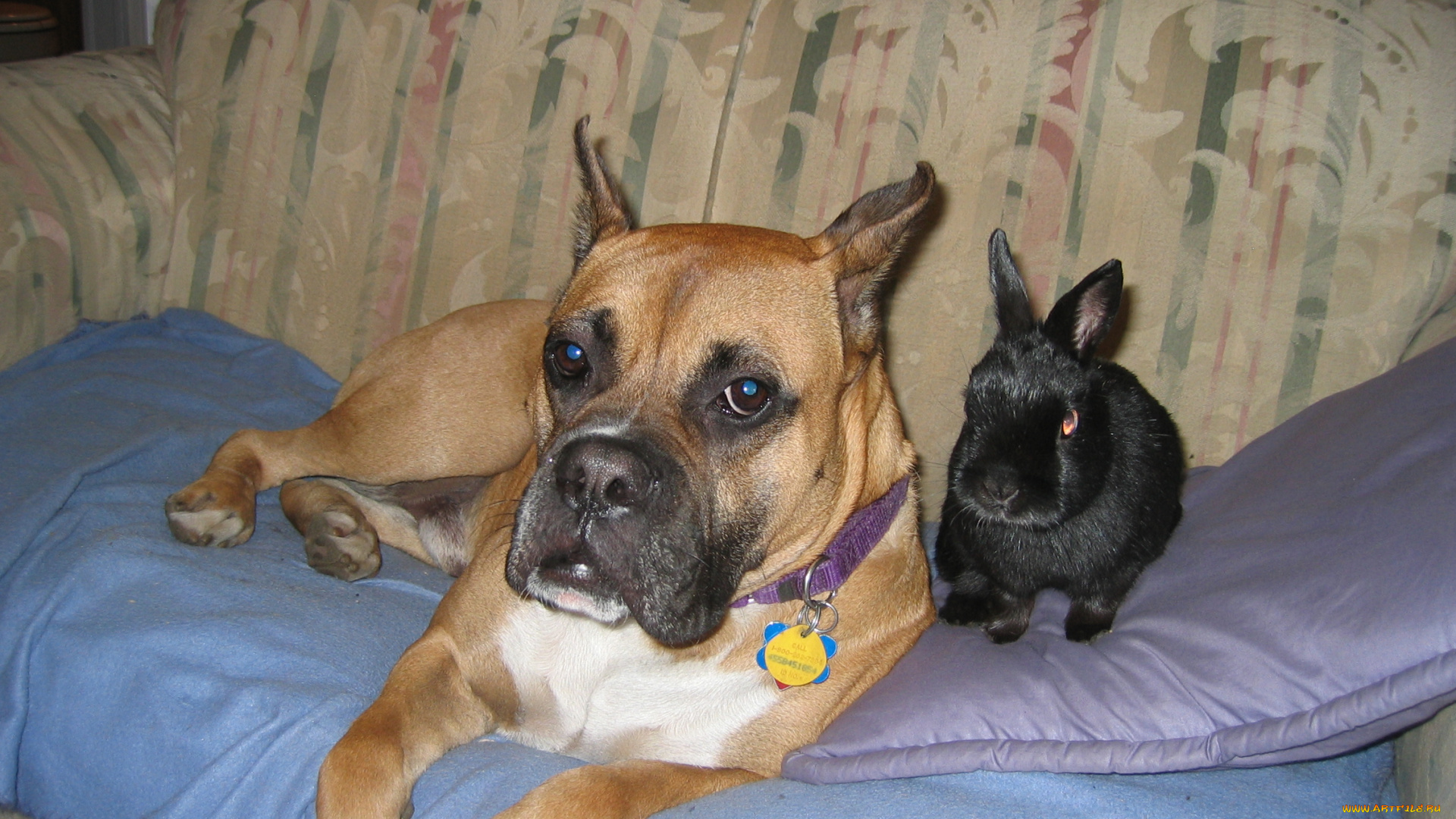 животные, разные, вместе, боксер, кролик
