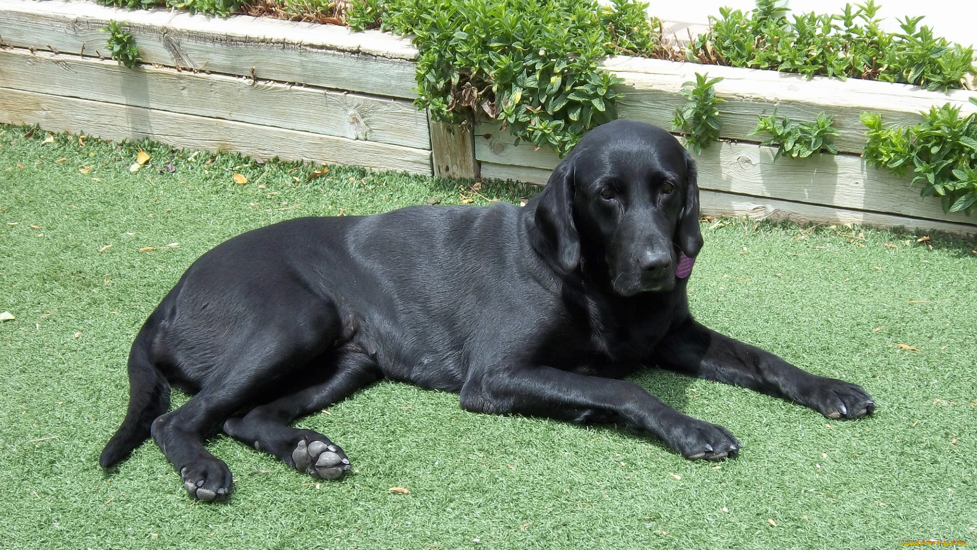 животные, собаки