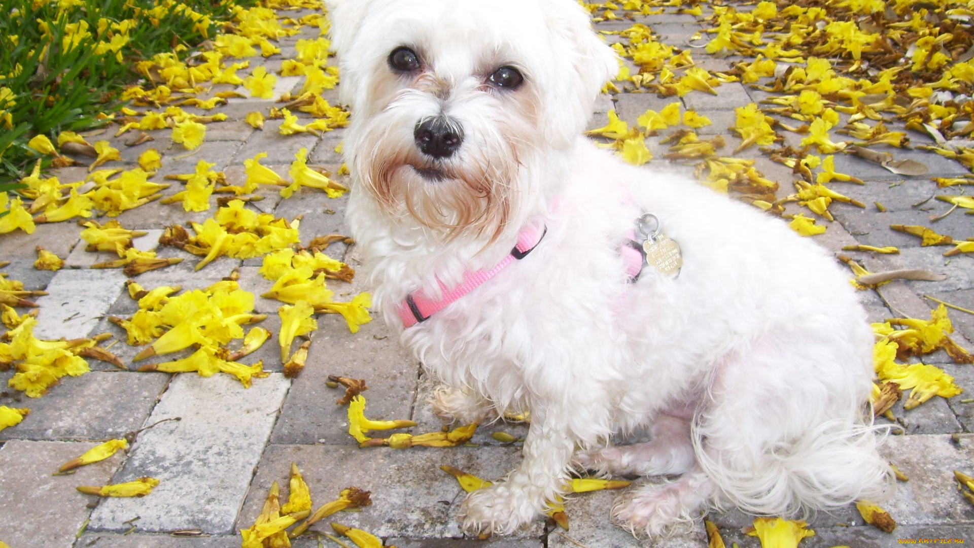 животные, собаки, белая