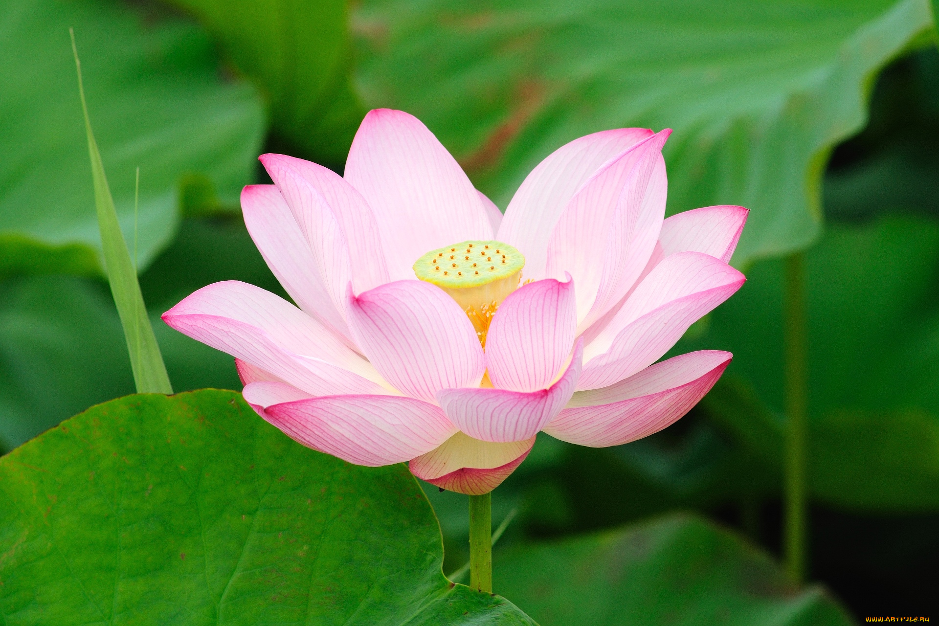 цветы, лотосы