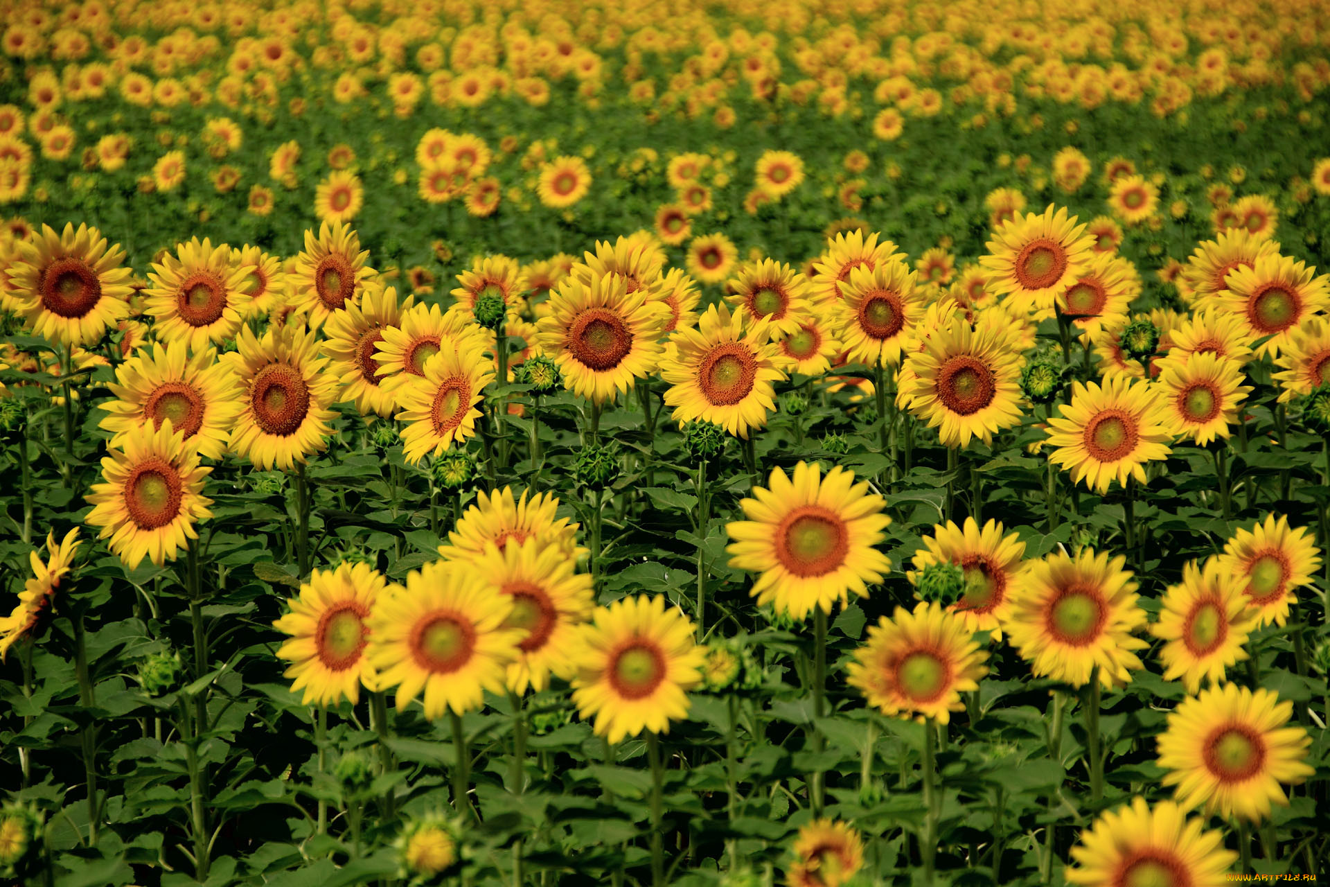 цветы, подсолнухи