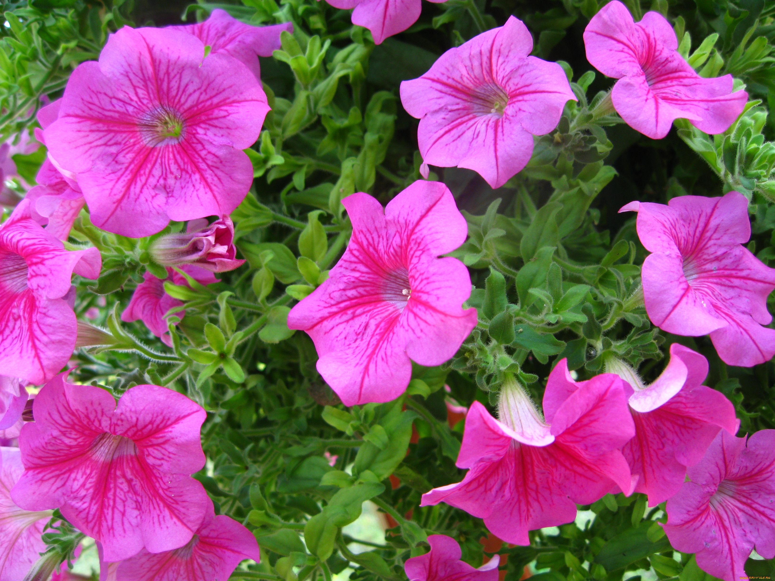 цветы, петунии, калибрахоа, сиреневые, яркие