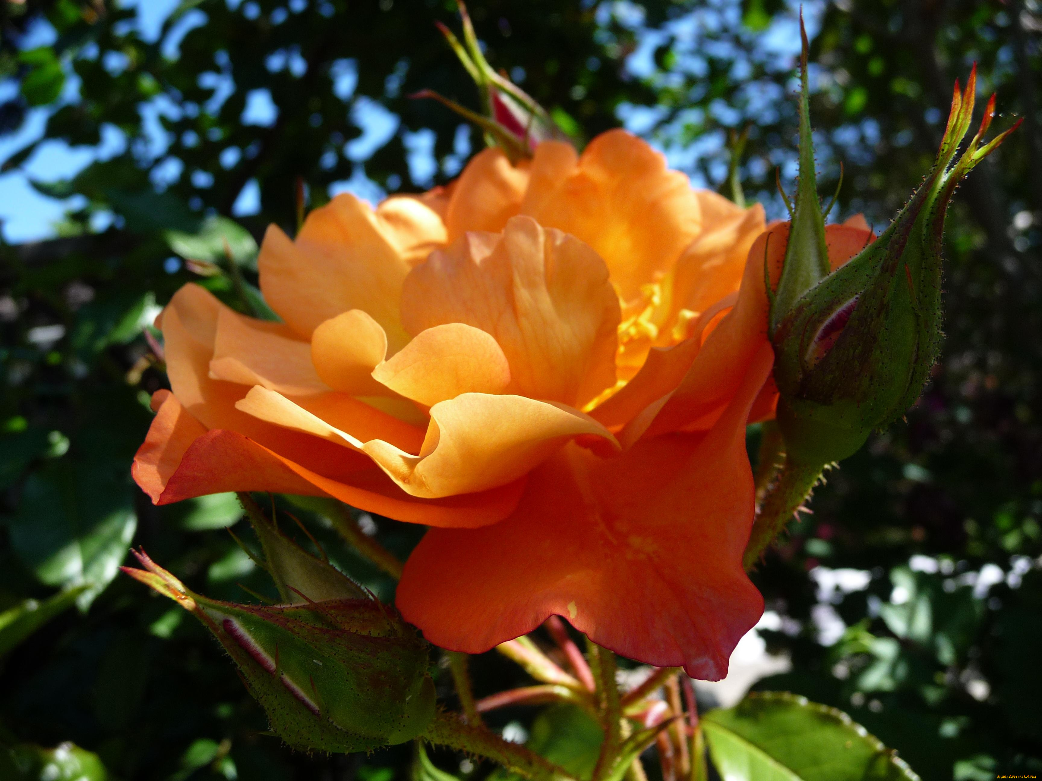 цветы, розы