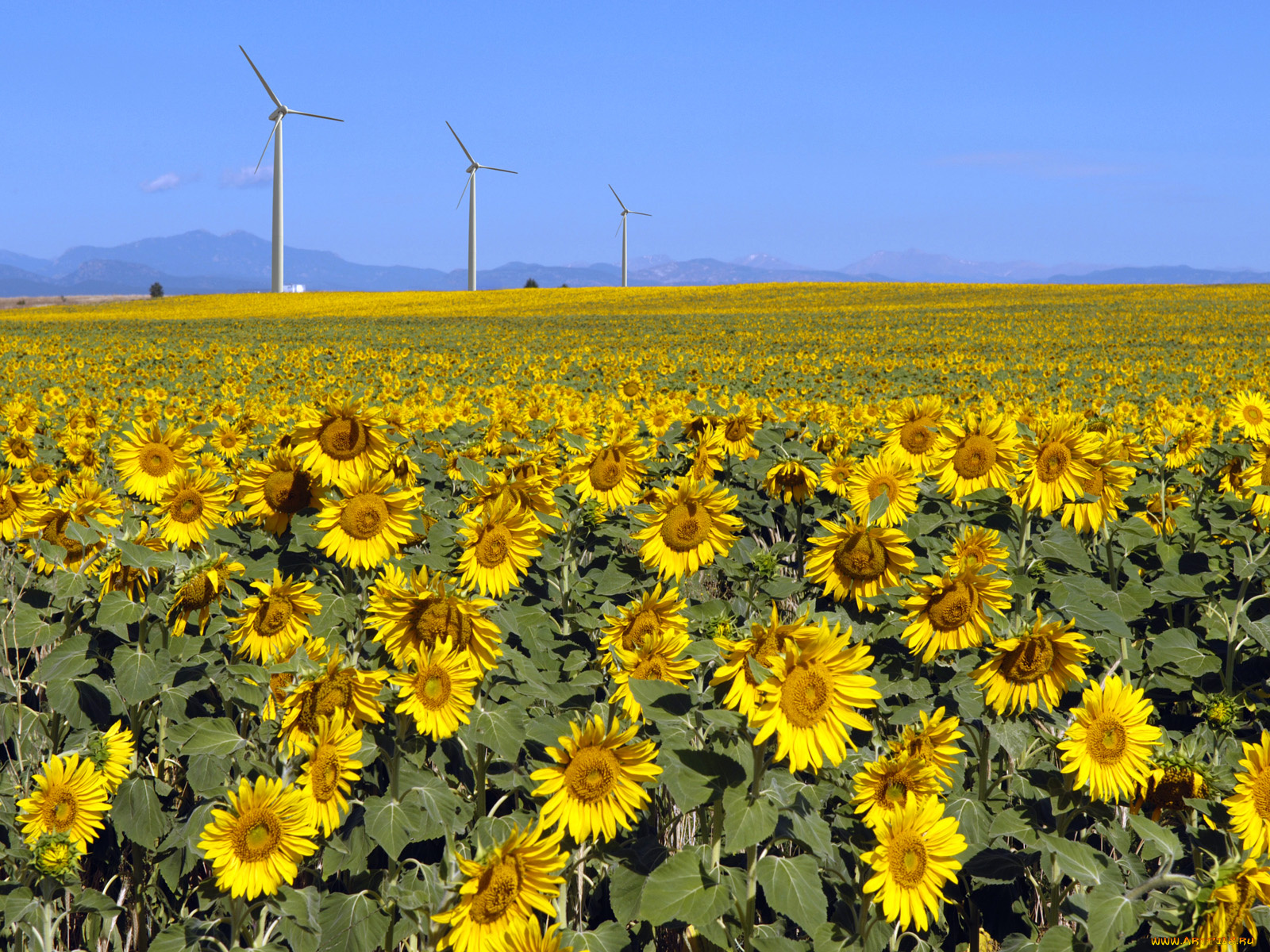 цветы, подсолнухи