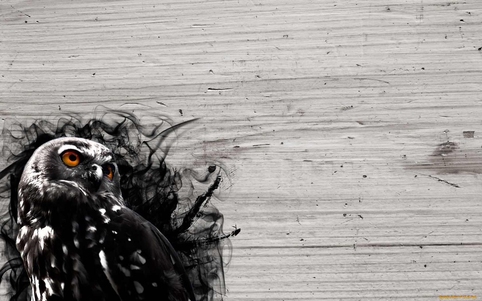 животные, совы, сова