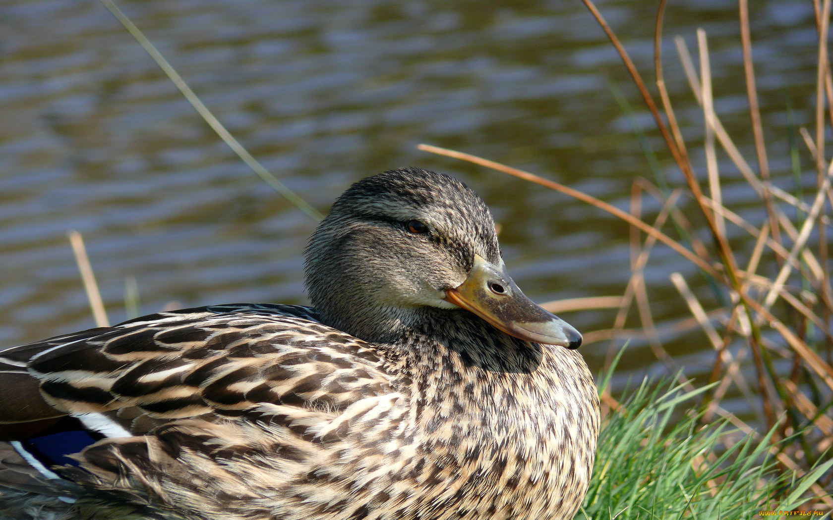 животные, утки