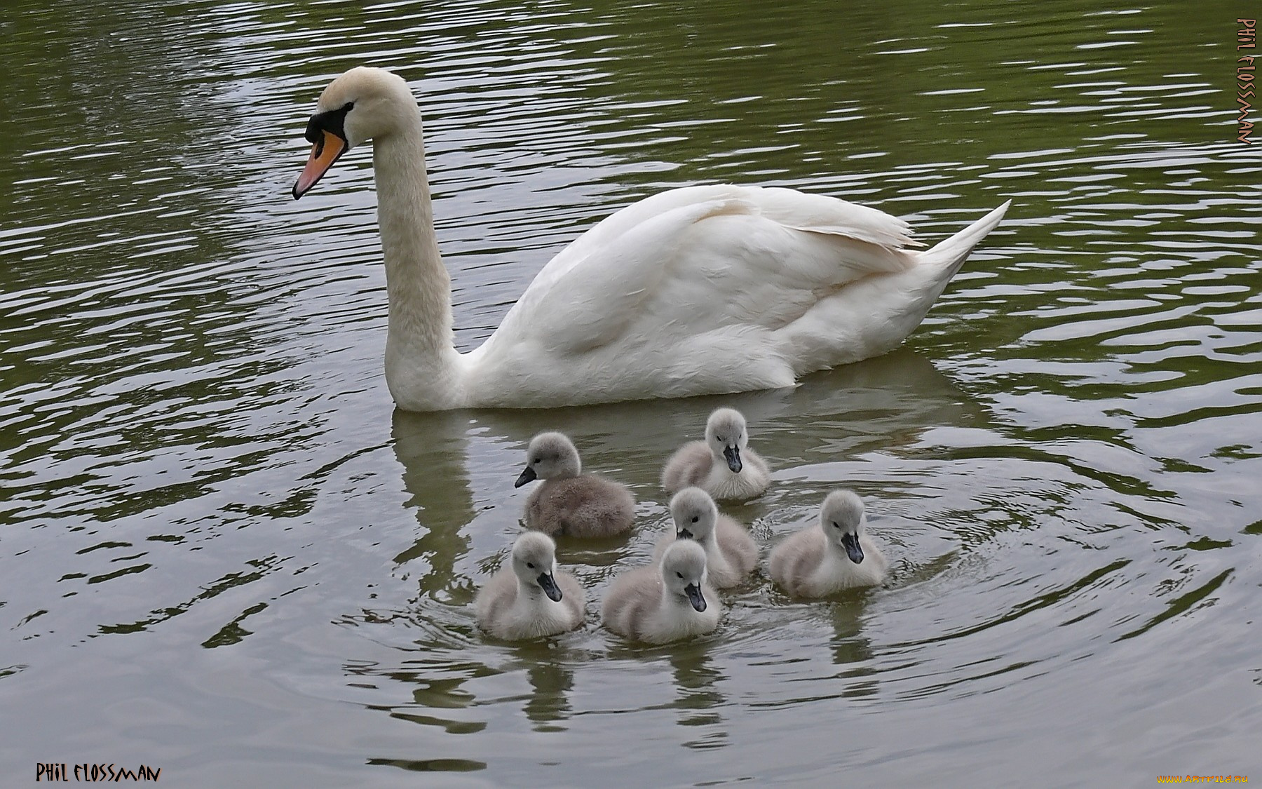 животные, лебеди