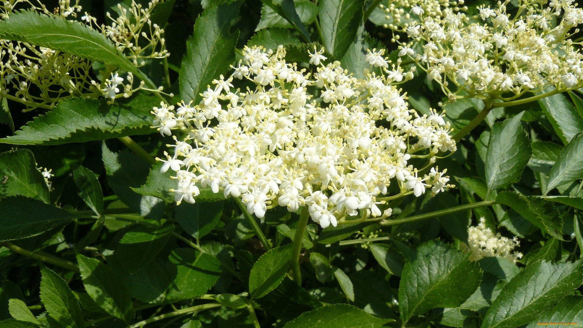 цветы, цветущие, деревья, кустарники, зеленый, белый