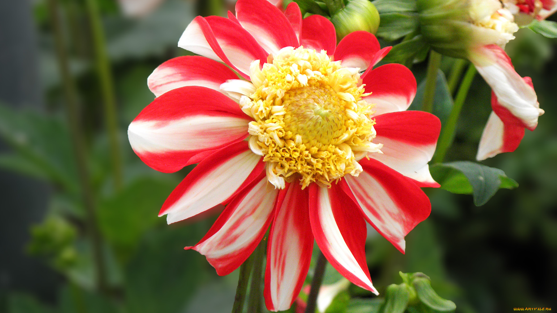 цветы, георгины, лепестки