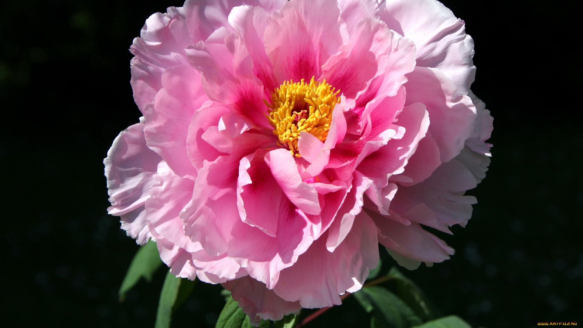 цветы, пионы, розовый, пеон