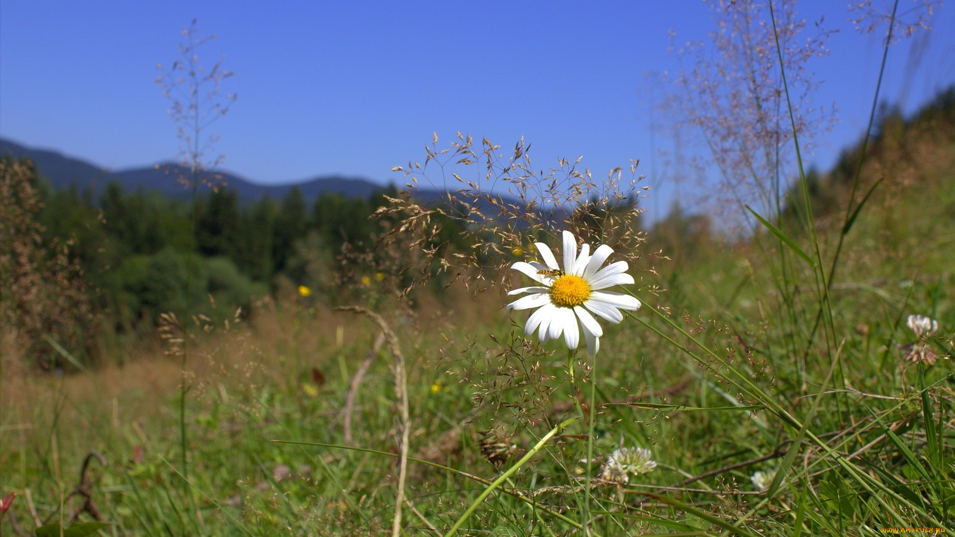 цветы, ромашки, лето, ромашка, луг