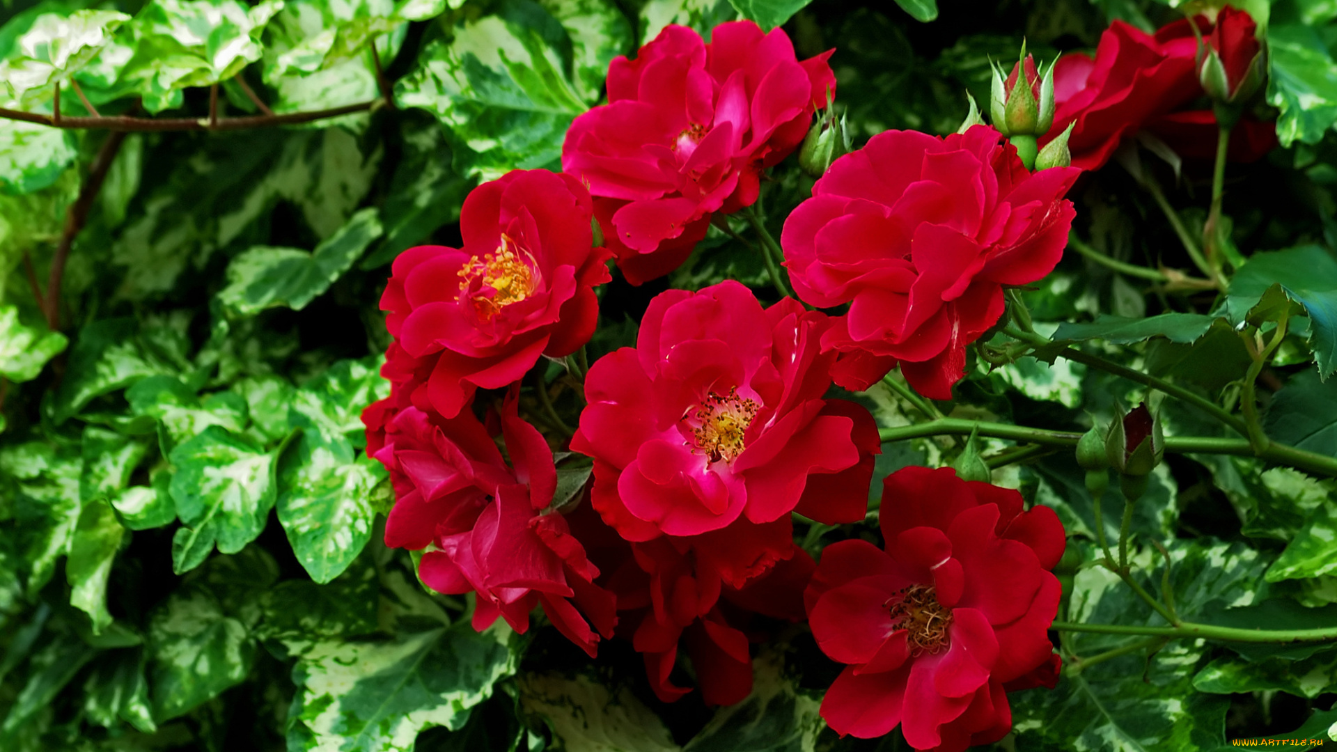 цветы, розы, шиповник