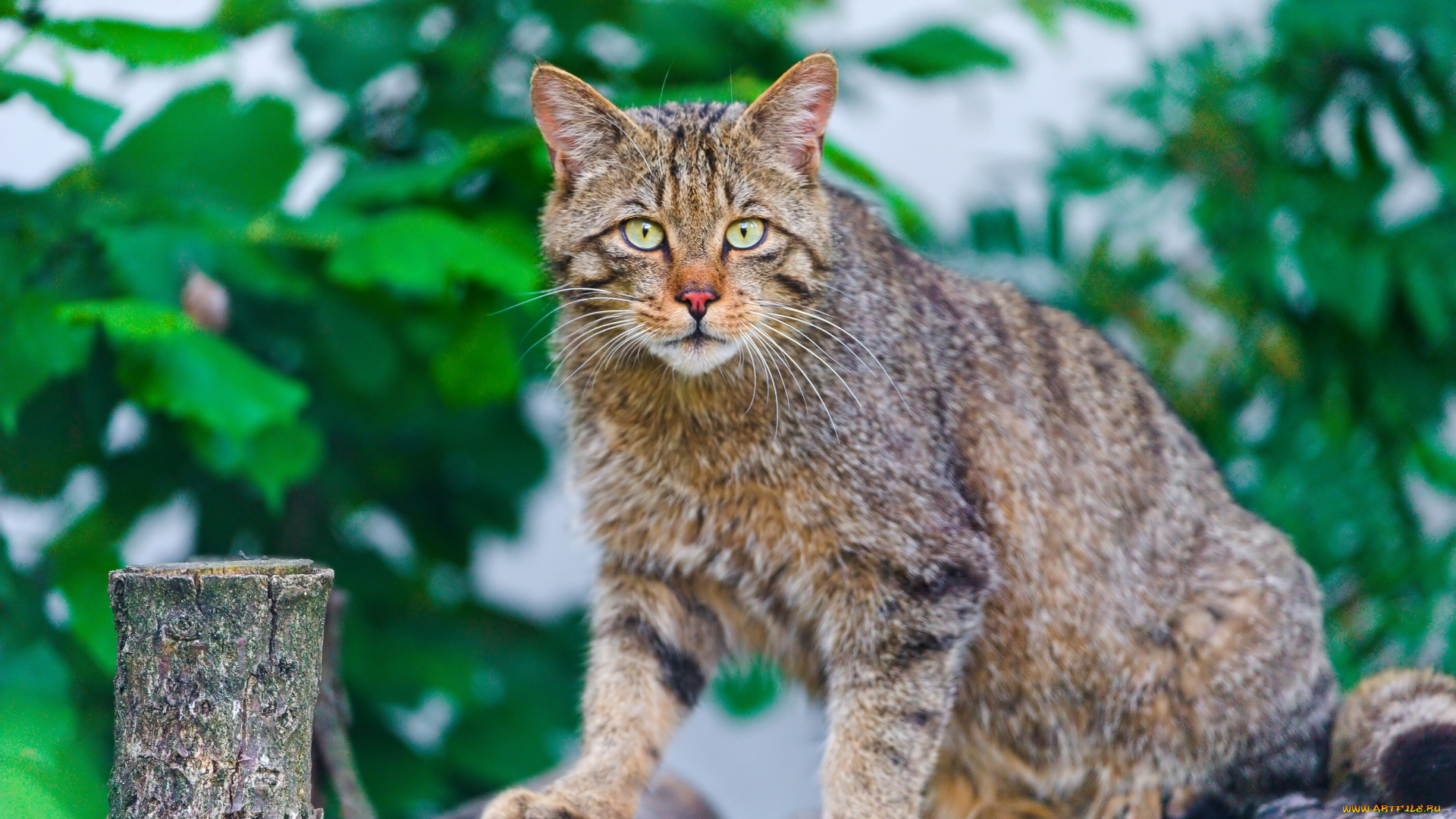 животные, дикие, кошки, wild, cat