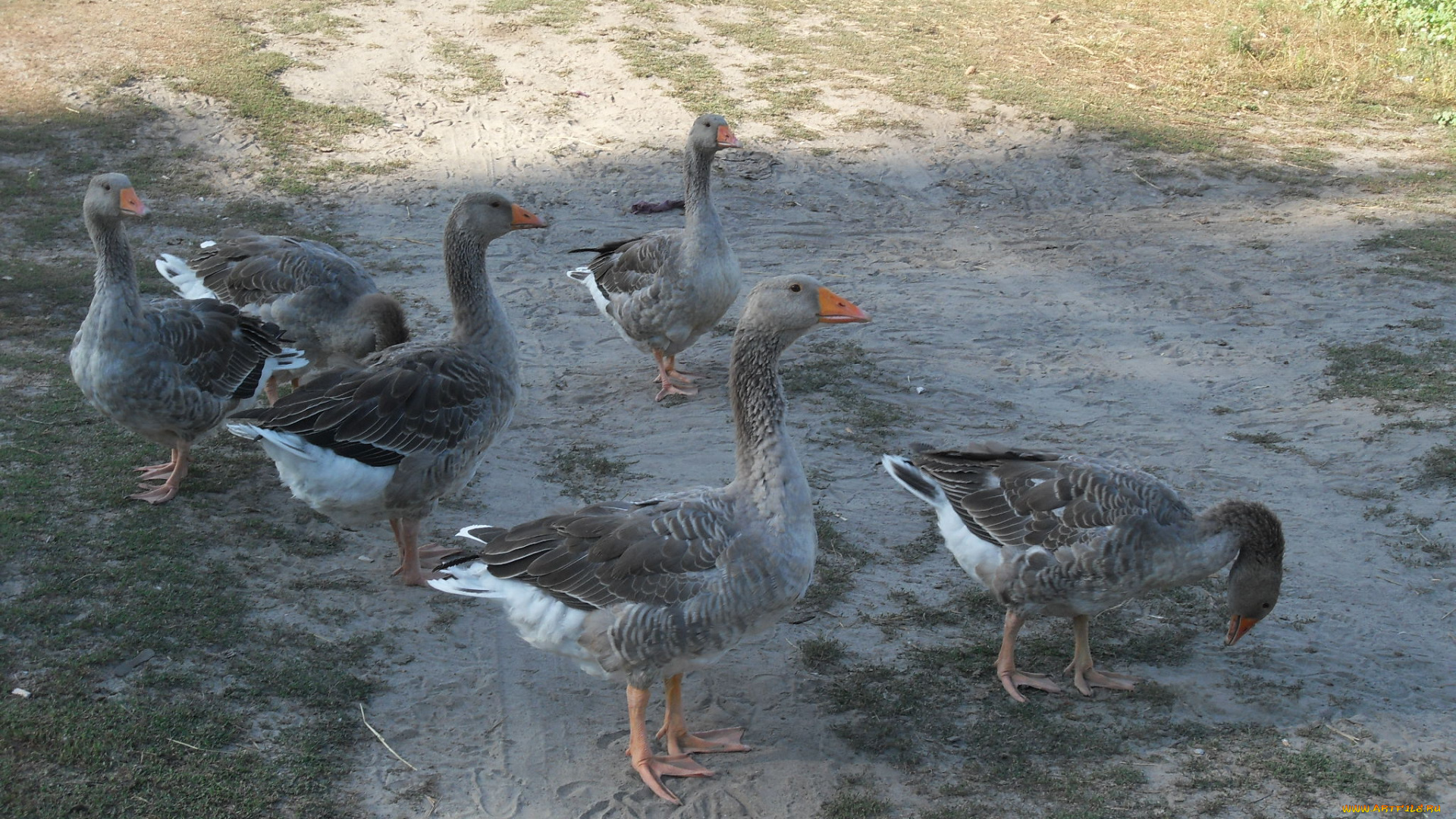 животные, гуси