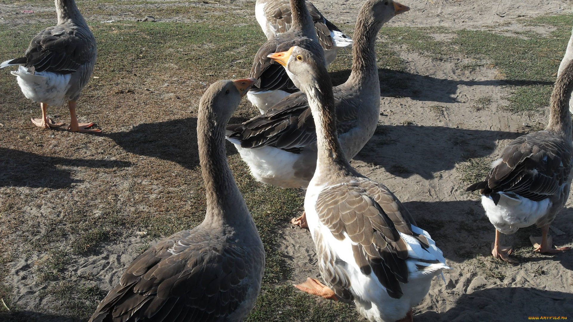 животные, гуси