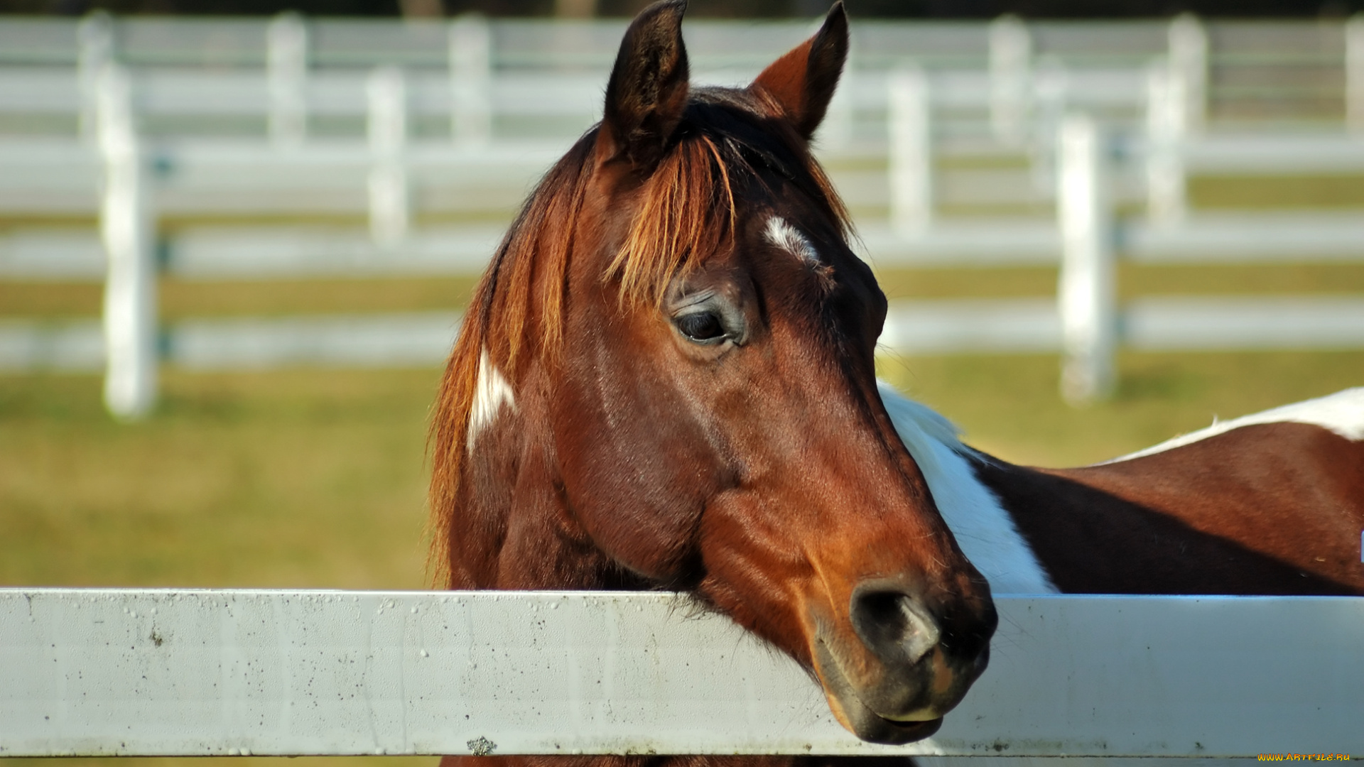 животные, лошади