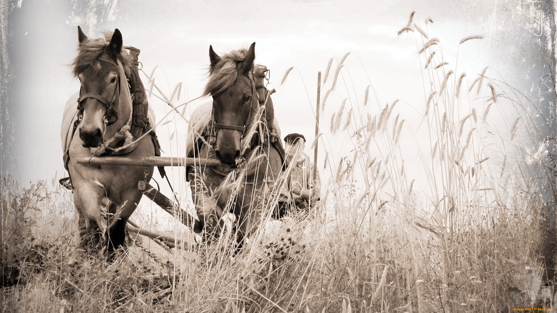 животные, лошади, поле, повозка, кони, стиль, фон